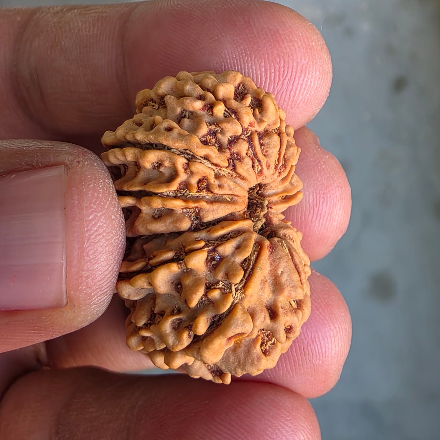 12 Mukhi Super Collector Nepal Rudraksha | 31.18 mm, 5.59 grams | Lab Certified | Radiant Sun Energy & Divine Strength