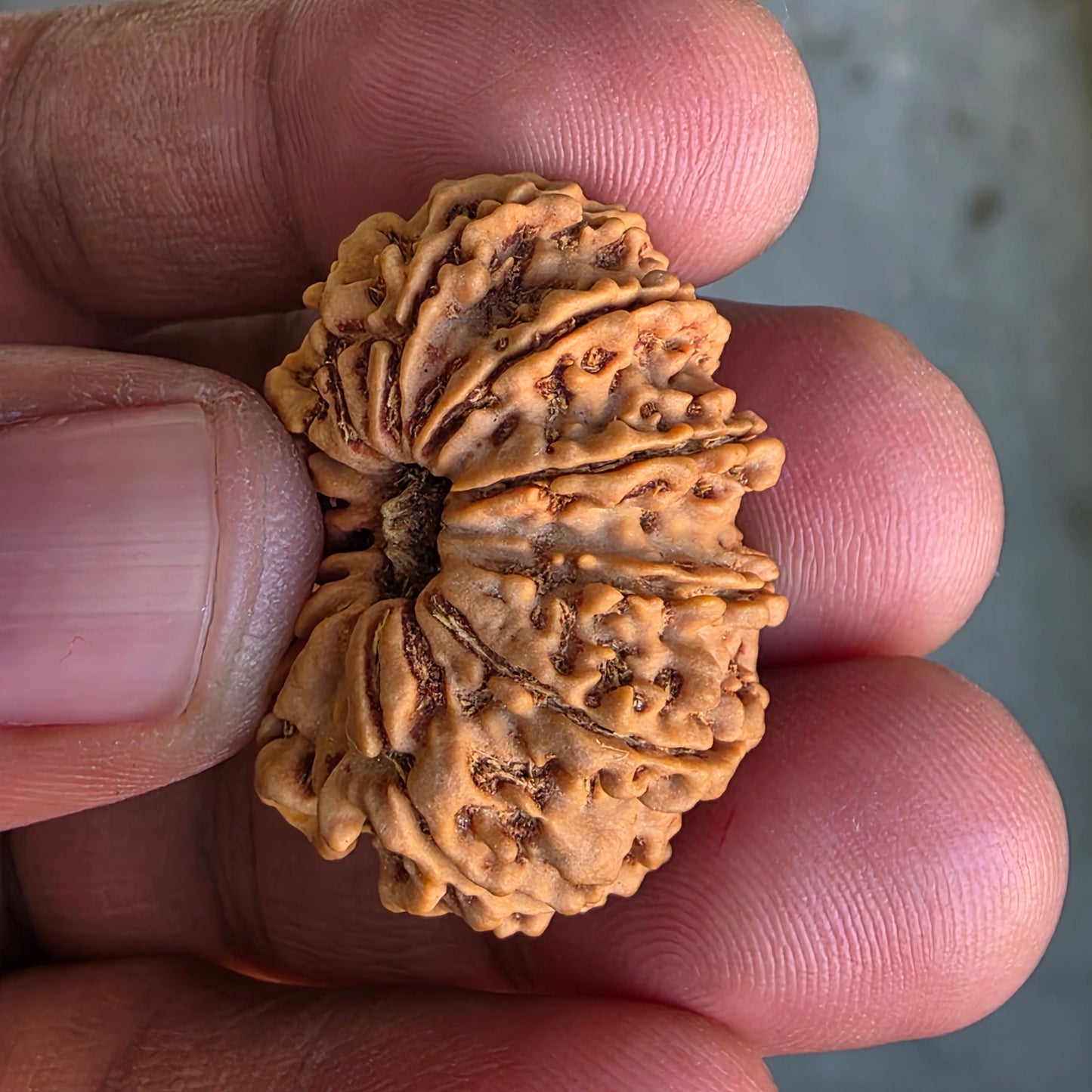 12 Mukhi Super Collector Nepal Rudraksha | 31.18 mm, 5.59 grams | Lab Certified | Radiant Sun Energy & Divine Strength