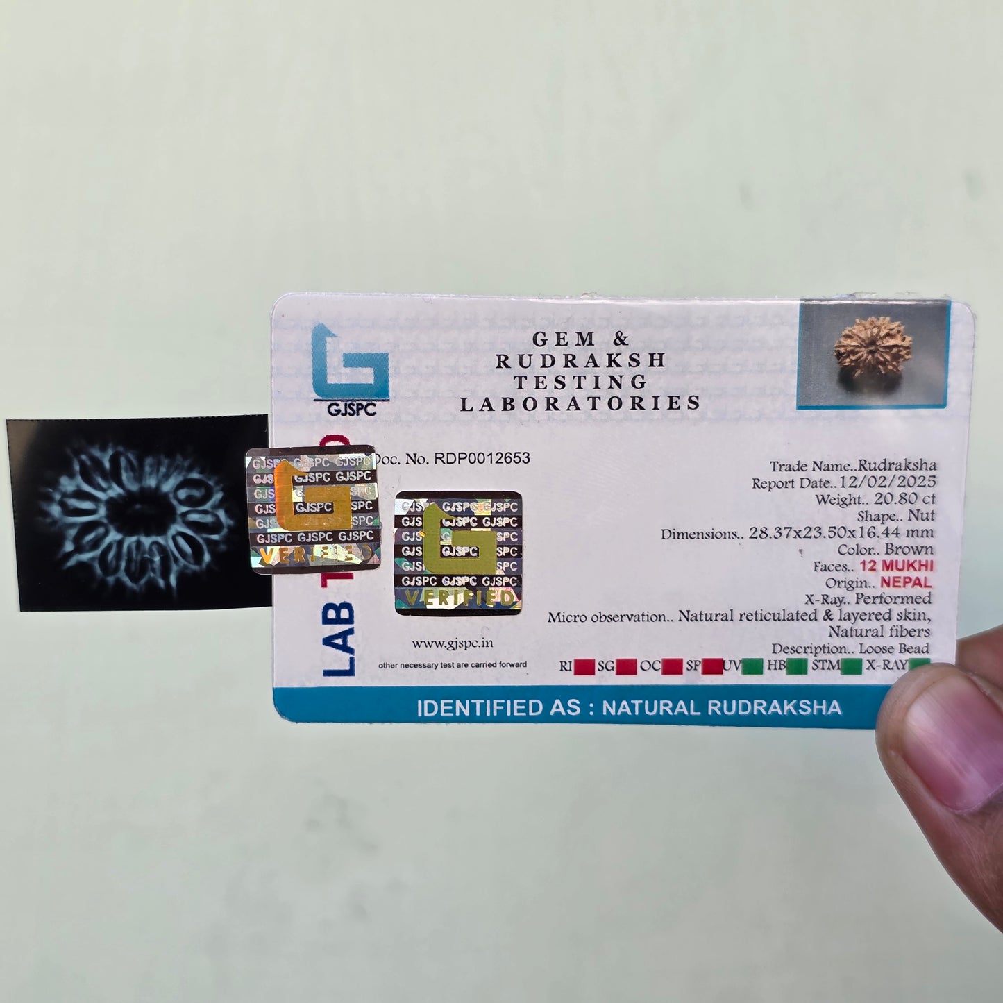 12 Mukhi Collector Nepal Rudraksha | Lab Certified with X-Ray Report | 28.37 mm | 20.80 Carat | Surya Dev’s Radiance for Authority & Triumph