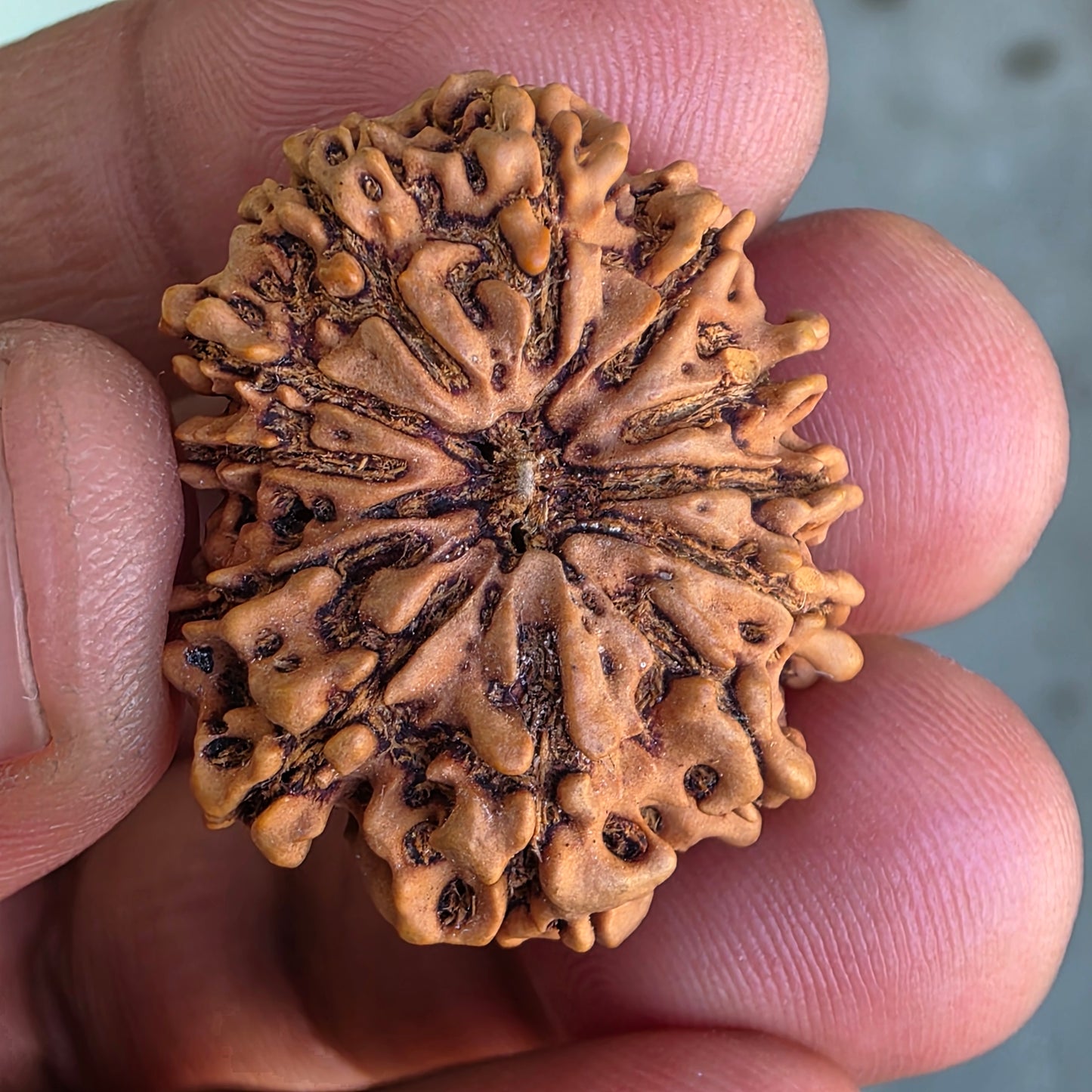 12 Mukhi Collector Nepal Rudraksha | Lab Certified with X-Ray Report | 28.37 mm | 20.80 Carat | Surya Dev’s Radiance for Authority & Triumph