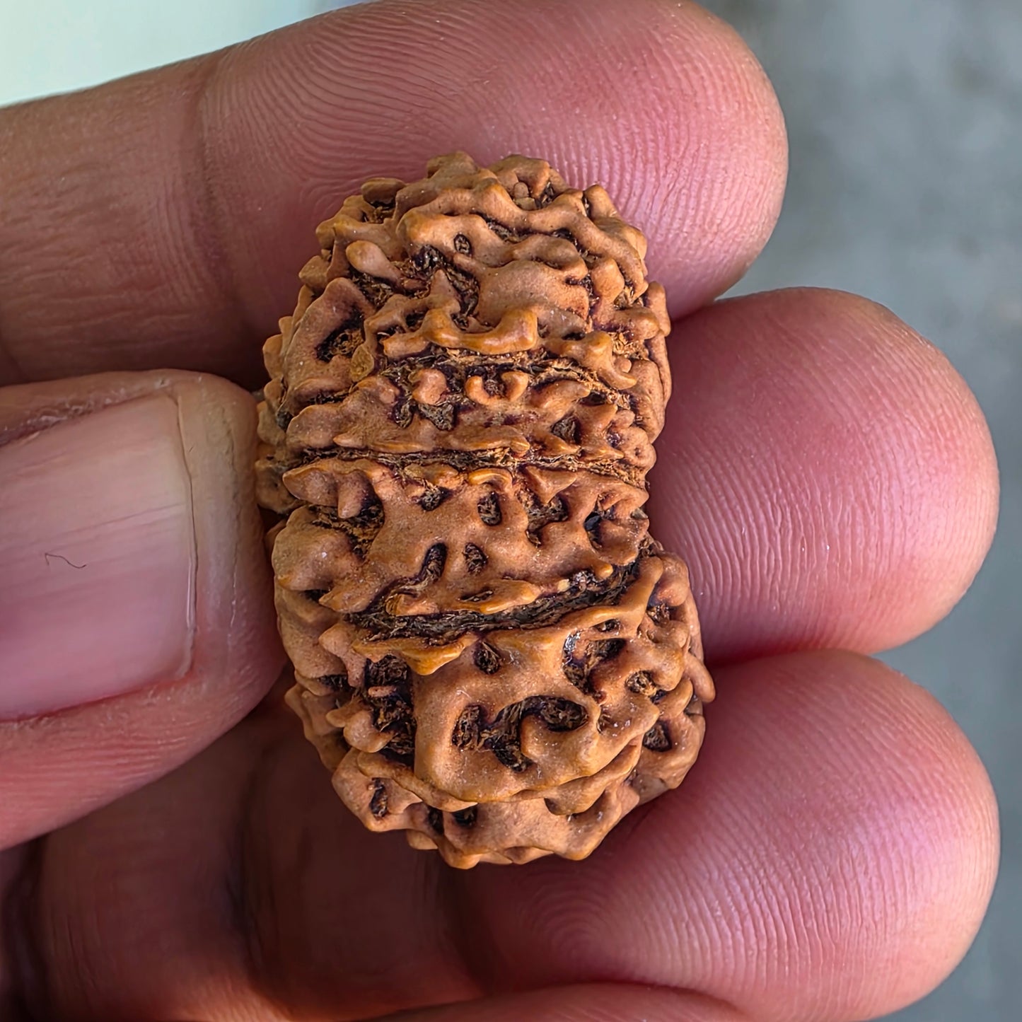 12 Mukhi Collector Nepal Rudraksha | Lab Certified with X-Ray Report | 28.37 mm | 20.80 Carat | Surya Dev’s Radiance for Authority & Triumph