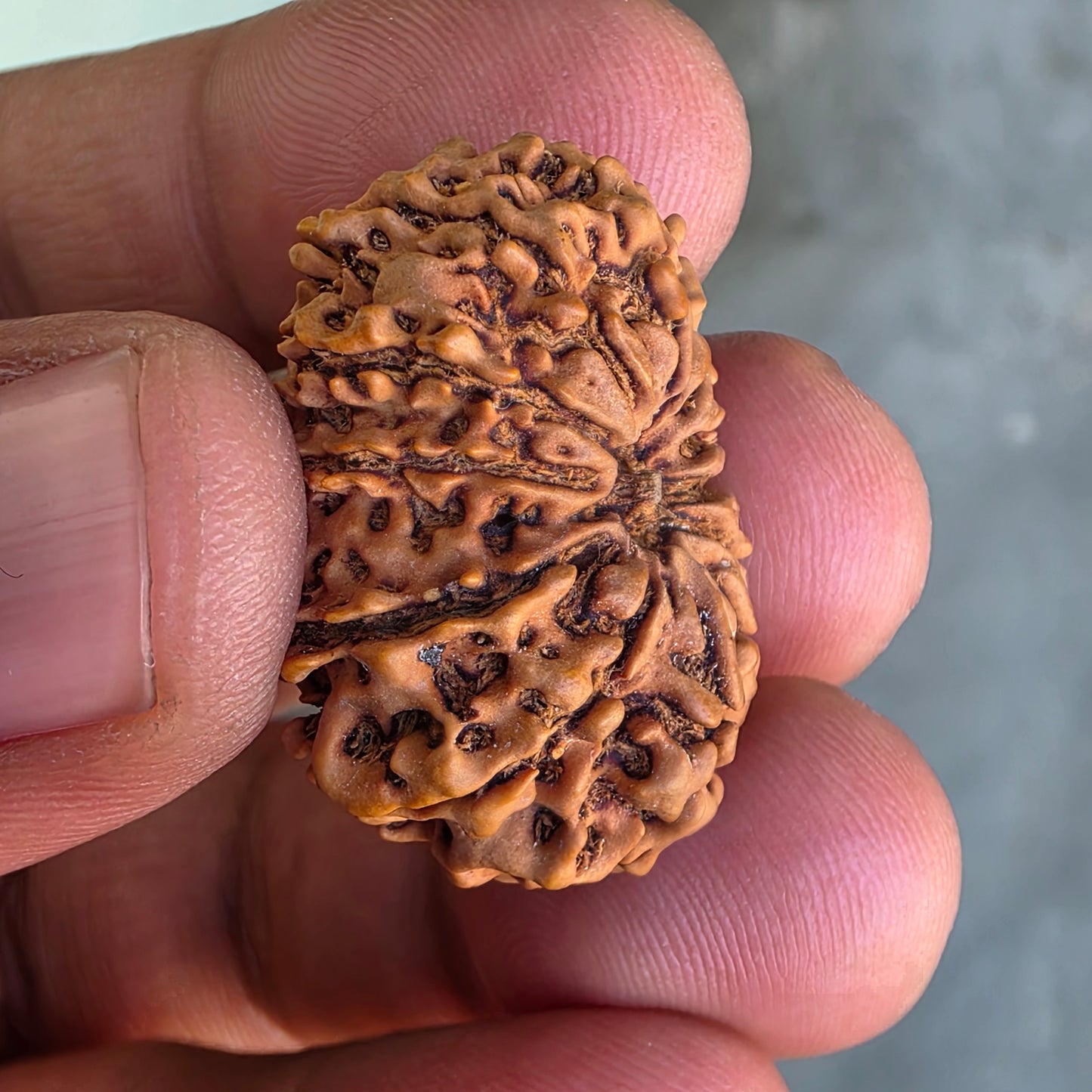 12 Mukhi Collector Nepal Rudraksha | Lab Certified with X-Ray Report | 28.37 mm | 20.80 Carat | Surya Dev’s Radiance for Authority & Triumph