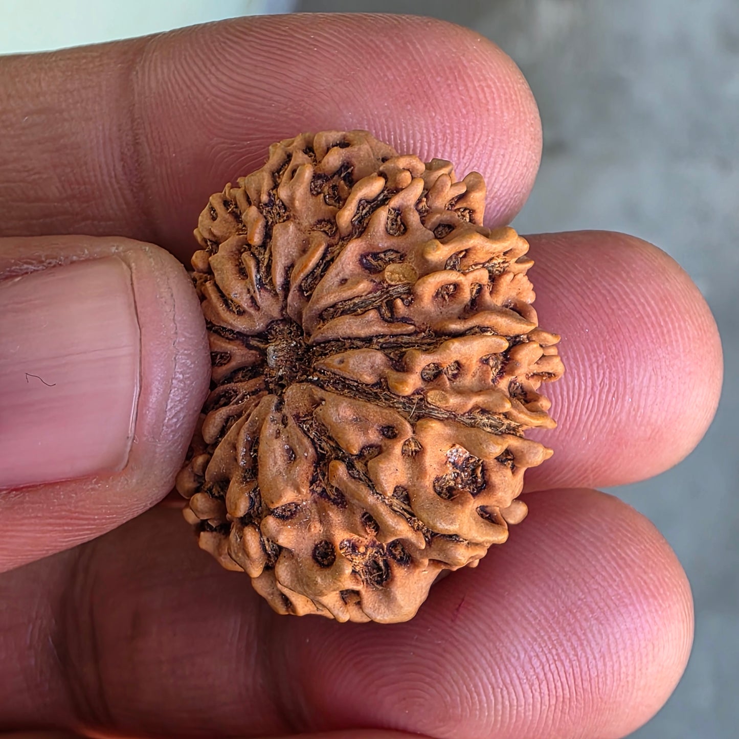 12 Mukhi Collector Nepal Rudraksha | Lab Certified with X-Ray Report | 28.37 mm | 20.80 Carat | Surya Dev’s Radiance for Authority & Triumph