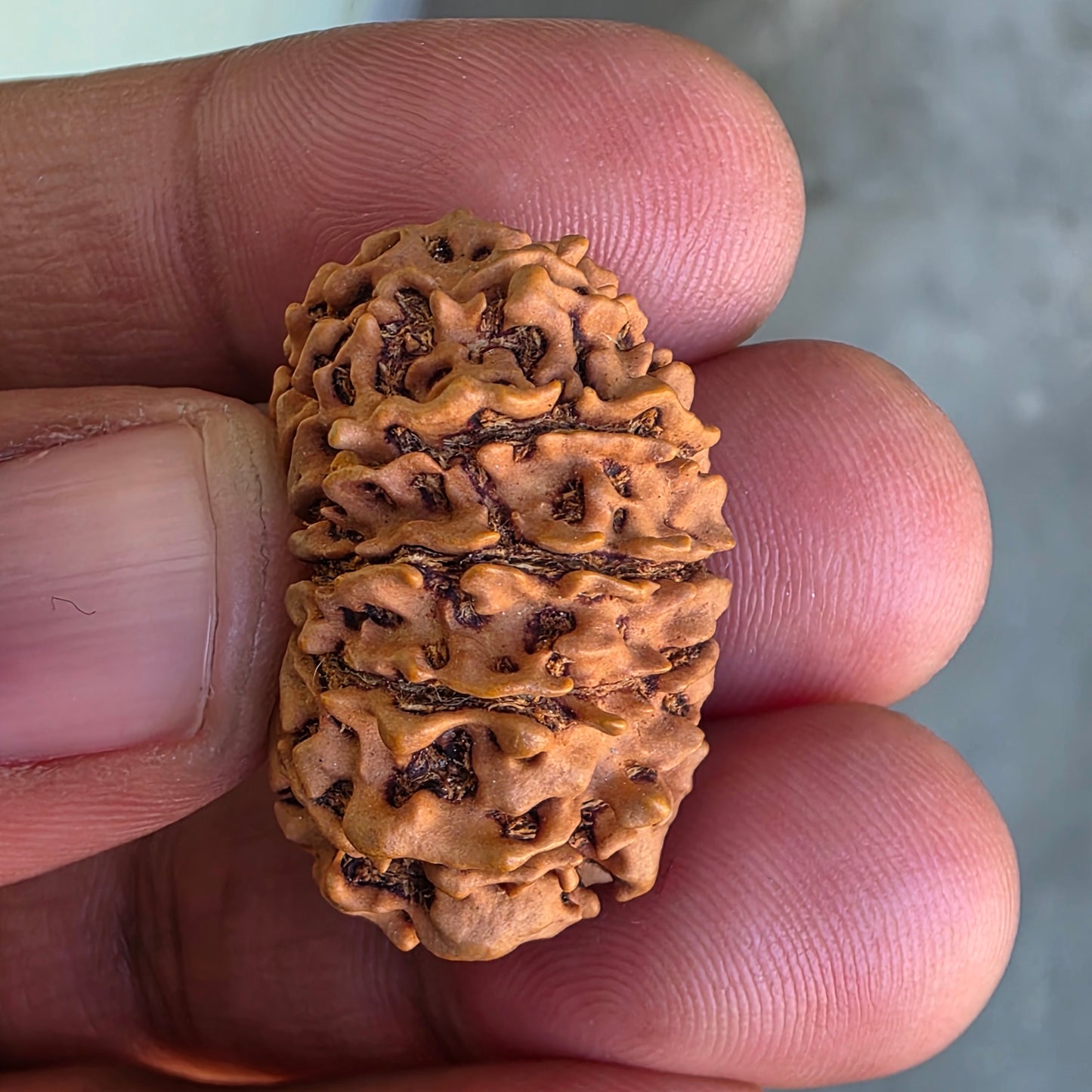 12 Mukhi Collector Nepal Rudraksha | Lab Certified with X-Ray Report | 28.37 mm | 20.80 Carat | Surya Dev’s Radiance for Authority & Triumph