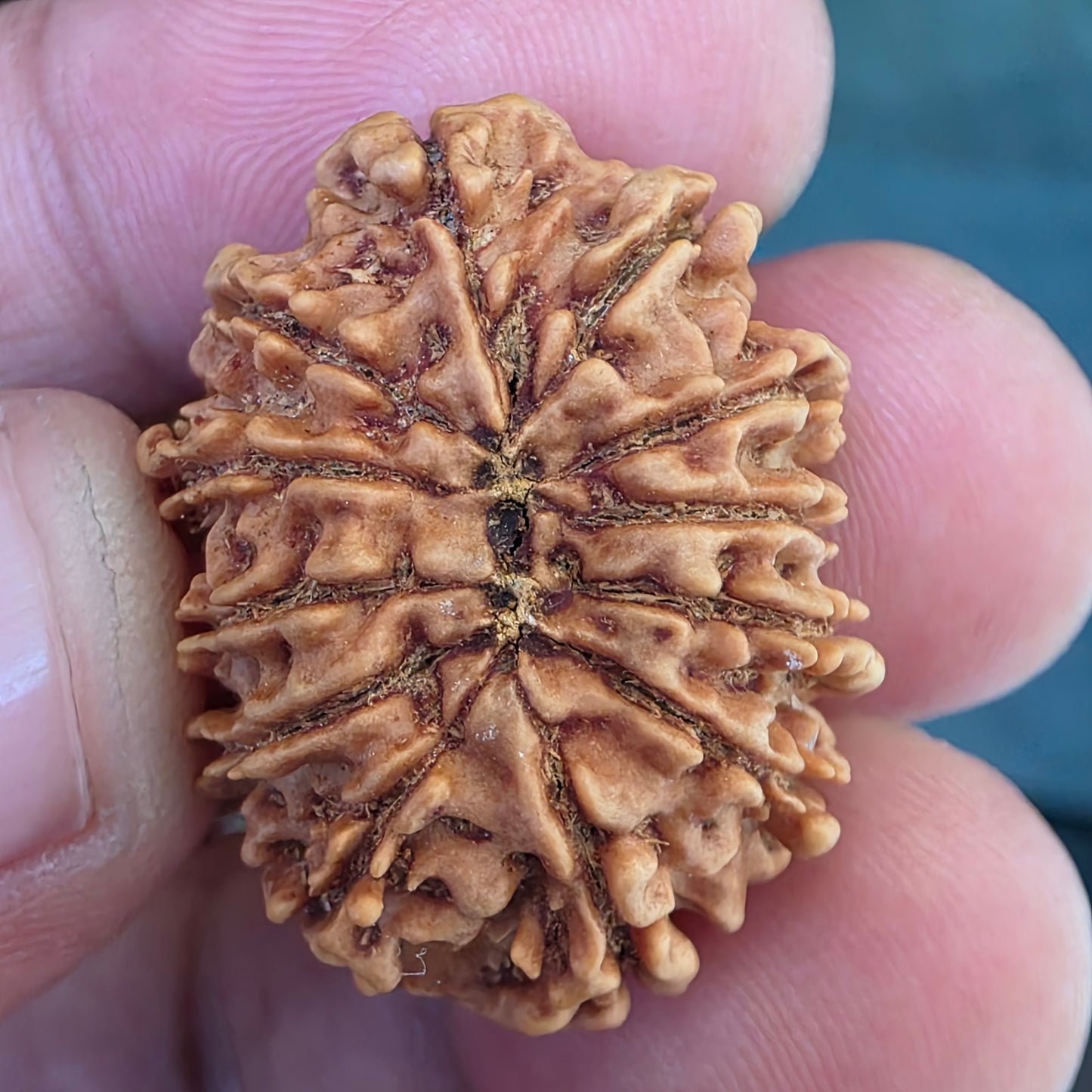 12 Mukhi Collector Nepal Rudraksha | 27.54 mm, 23.15 carat | Lab Certified | Surya Dev’s Blessings for Power & Confidence