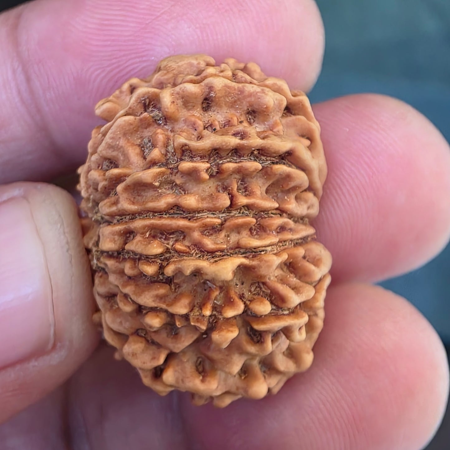 12 Mukhi Collector Nepal Rudraksha | 27.54 mm, 23.15 carat | Lab Certified | Surya Dev’s Blessings for Power & Confidence