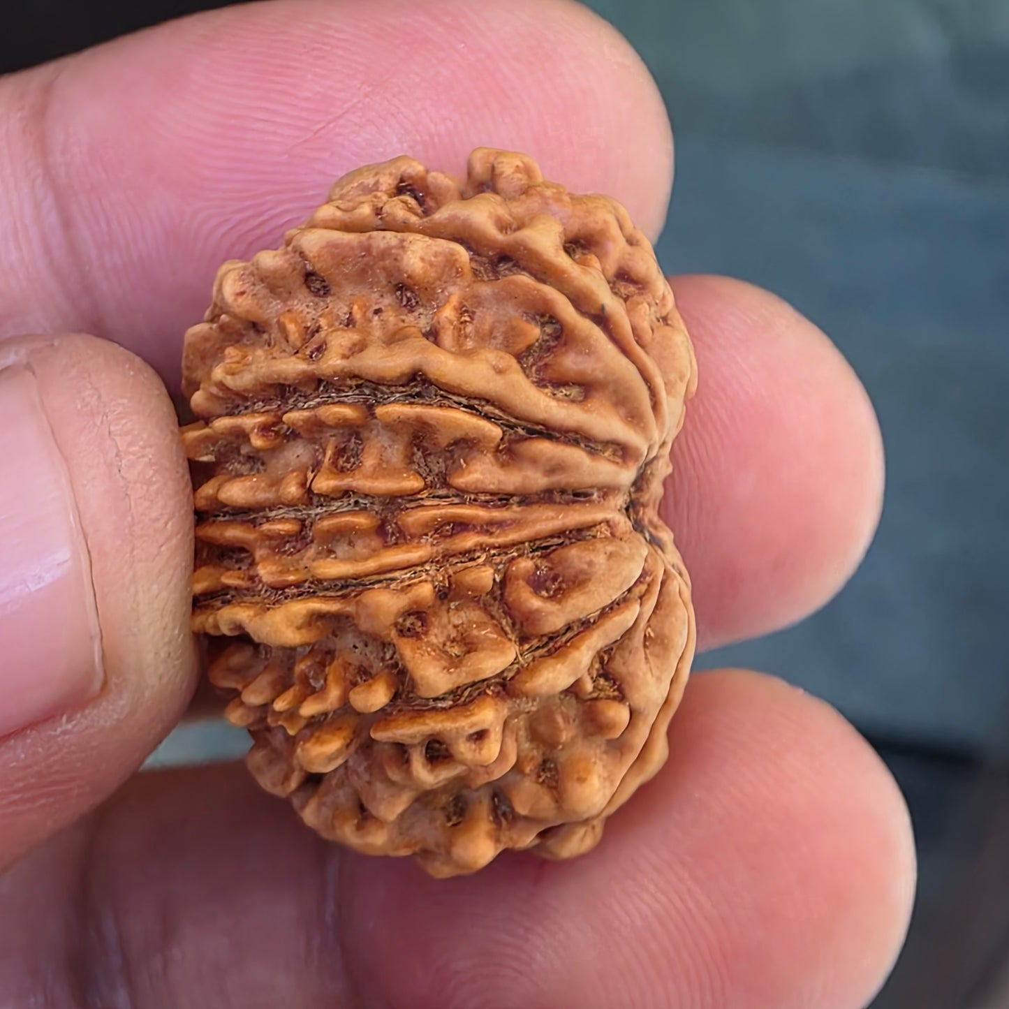 12 Mukhi Collector Nepal Rudraksha | 27.54 mm, 23.15 carat | Lab Certified | Surya Dev’s Blessings for Power & Confidence