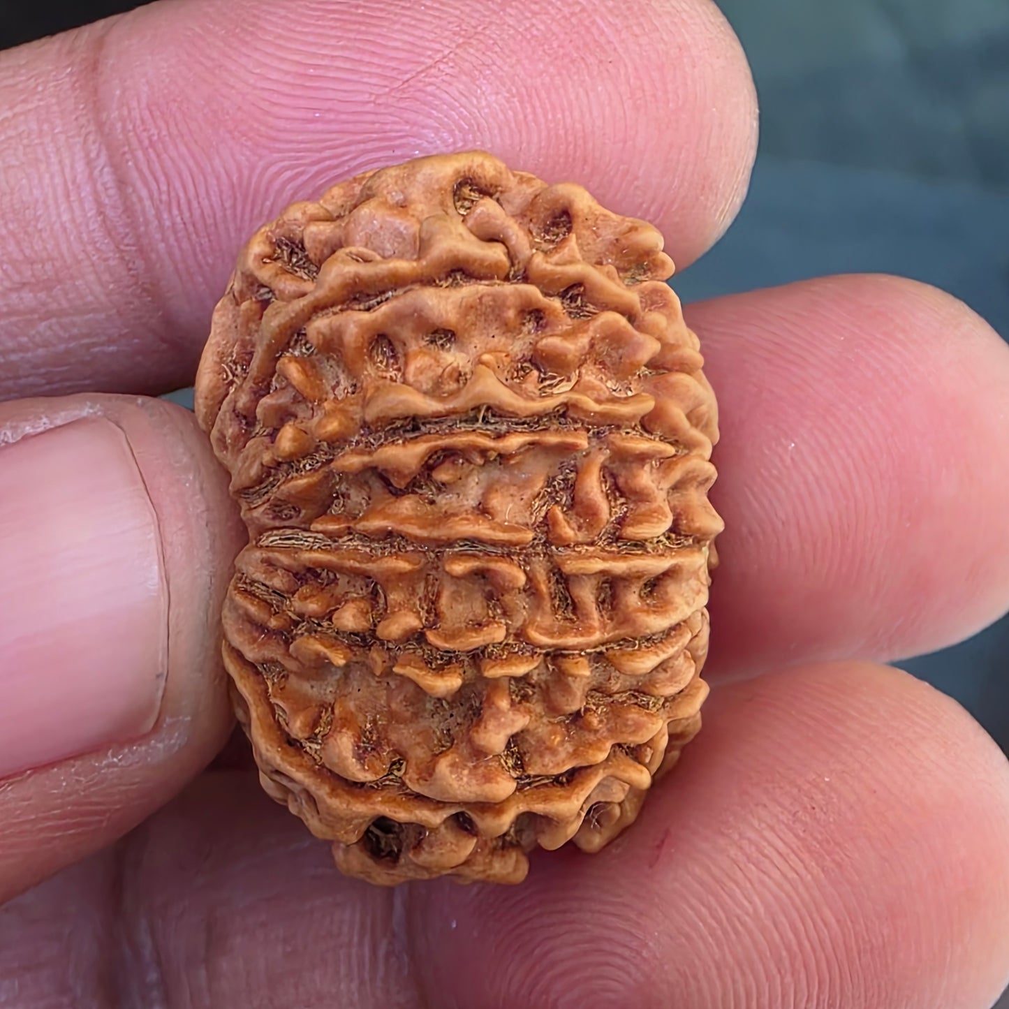 12 Mukhi Collector Nepal Rudraksha | 27.54 mm, 23.15 carat | Lab Certified | Surya Dev’s Blessings for Power & Confidence