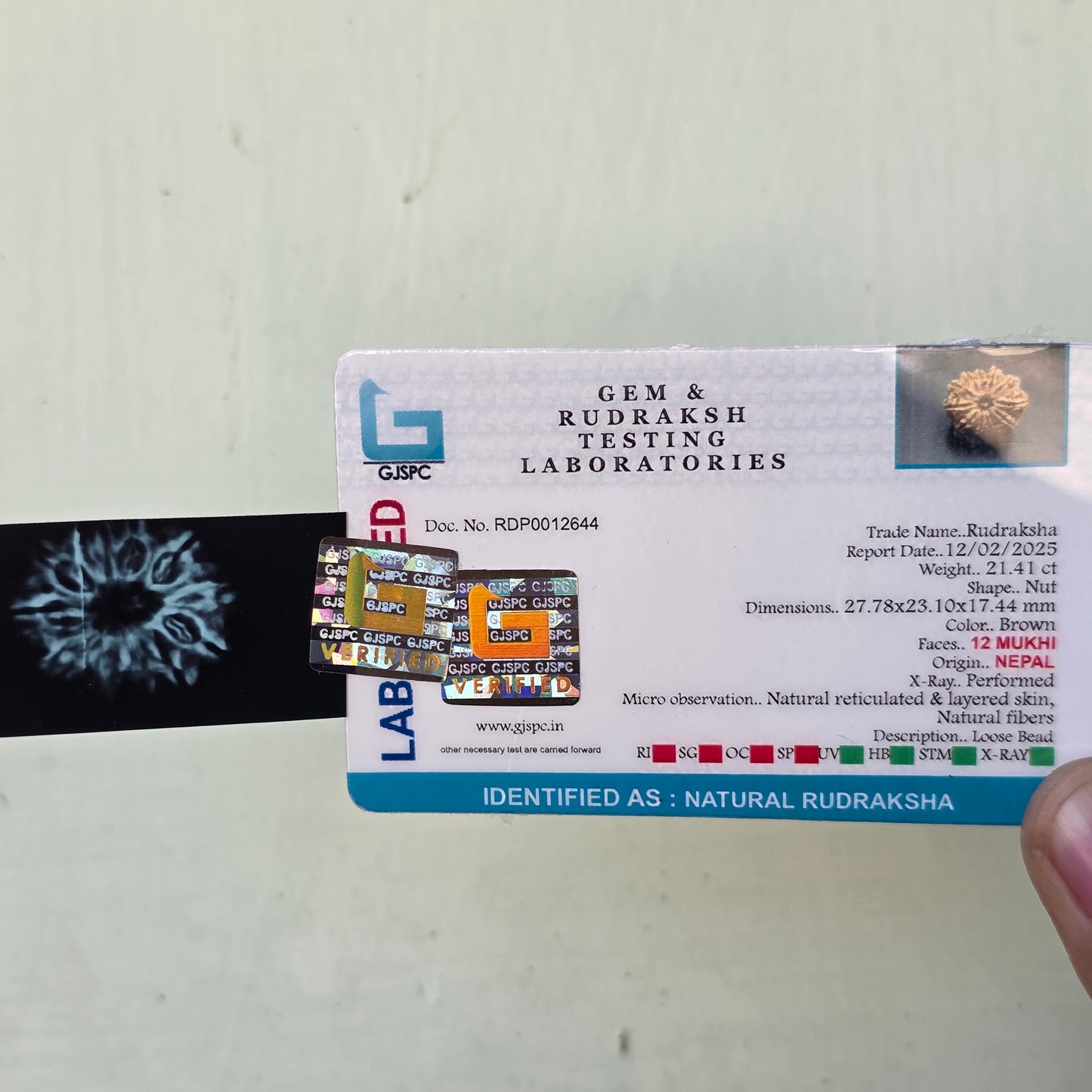 12 Mukhi Collector Nepal Rudraksha | 27.78 mm, 21.41 Carat | Lab Certified with X-Ray Report | Lord Surya’s Grace for Strength & Achievement