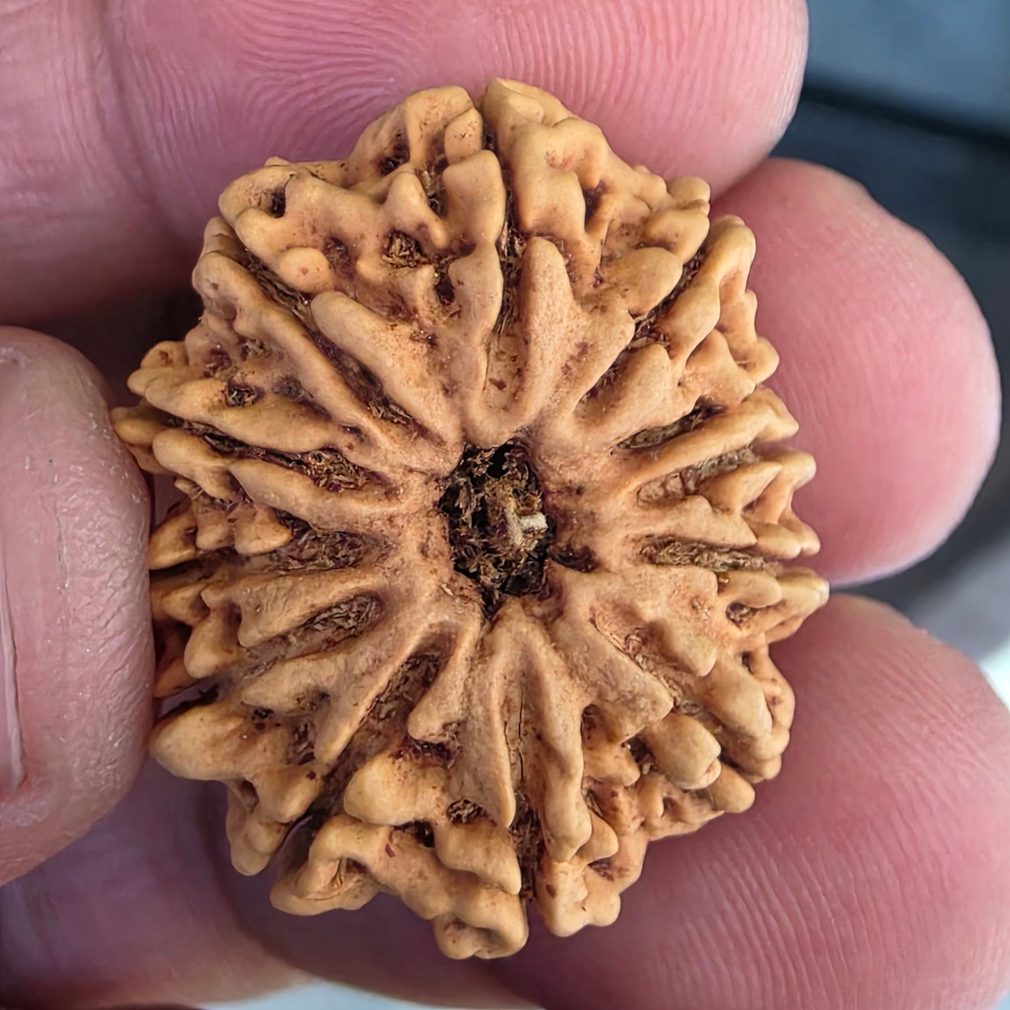 12 Mukhi Collector Nepal Rudraksha | 27.78 mm, 21.41 Carat | Lab Certified with X-Ray Report | Lord Surya’s Grace for Strength & Achievement