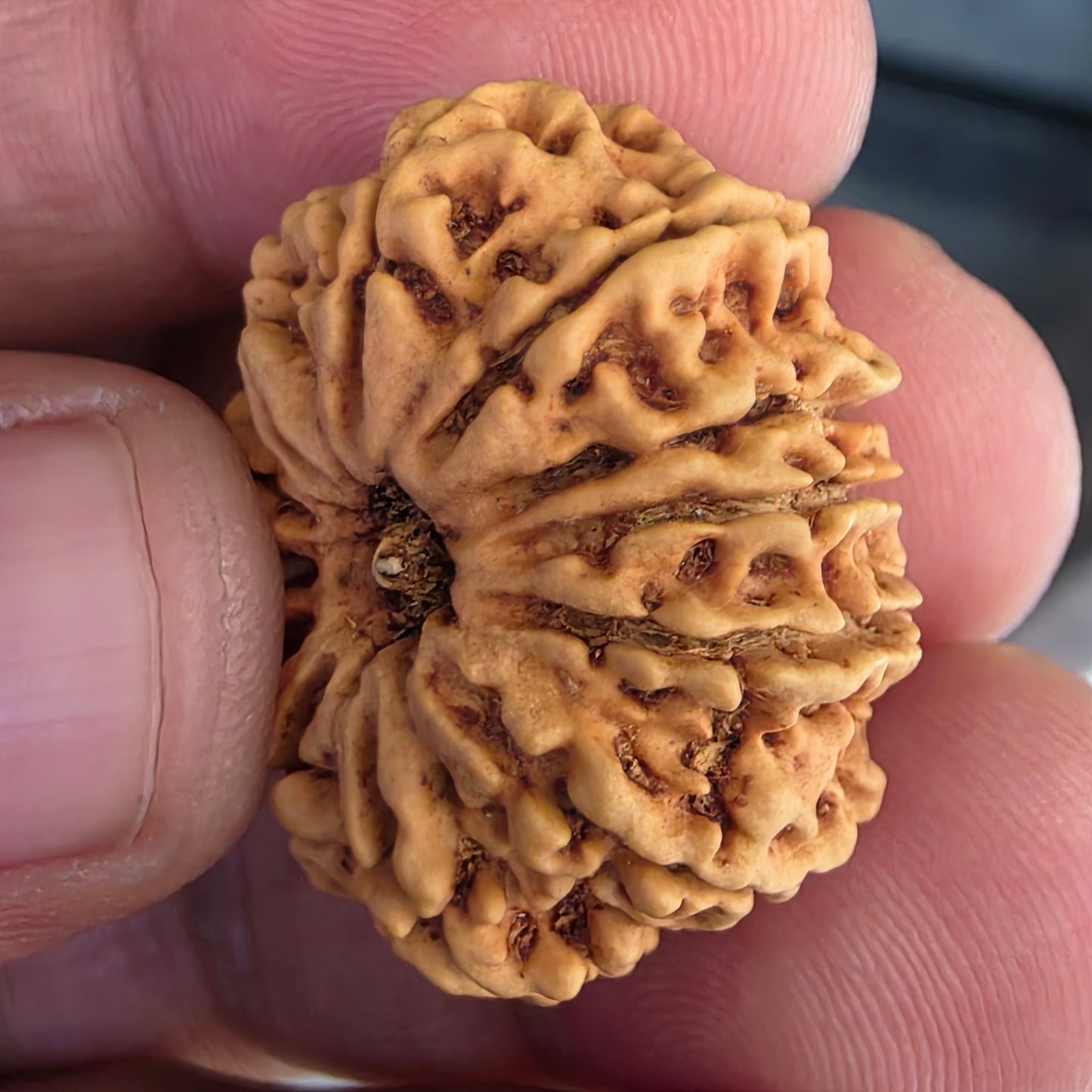 12 Mukhi Collector Nepal Rudraksha | 27.78 mm, 21.41 Carat | Lab Certified with X-Ray Report | Lord Surya’s Grace for Strength & Achievement