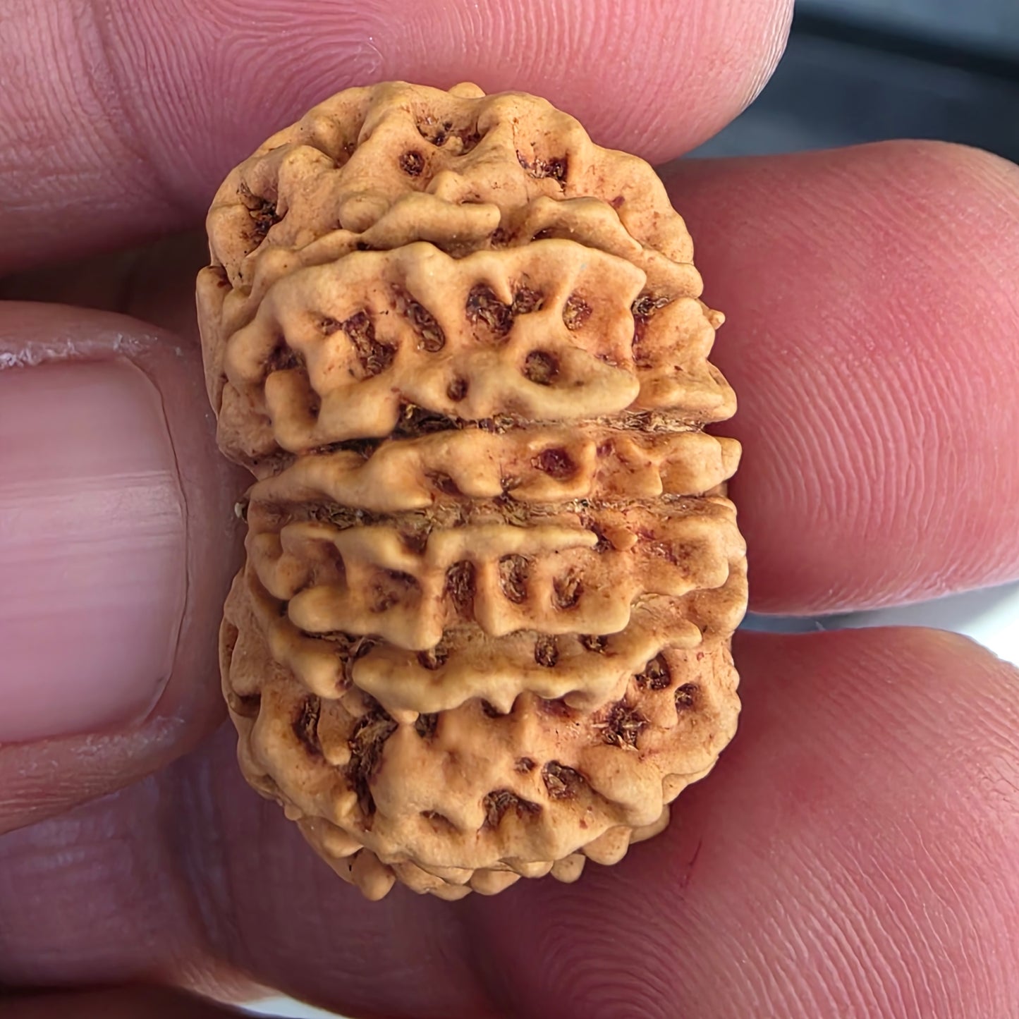 12 Mukhi Collector Nepal Rudraksha | 27.78 mm, 21.41 Carat | Lab Certified with X-Ray Report | Lord Surya’s Grace for Strength & Achievement