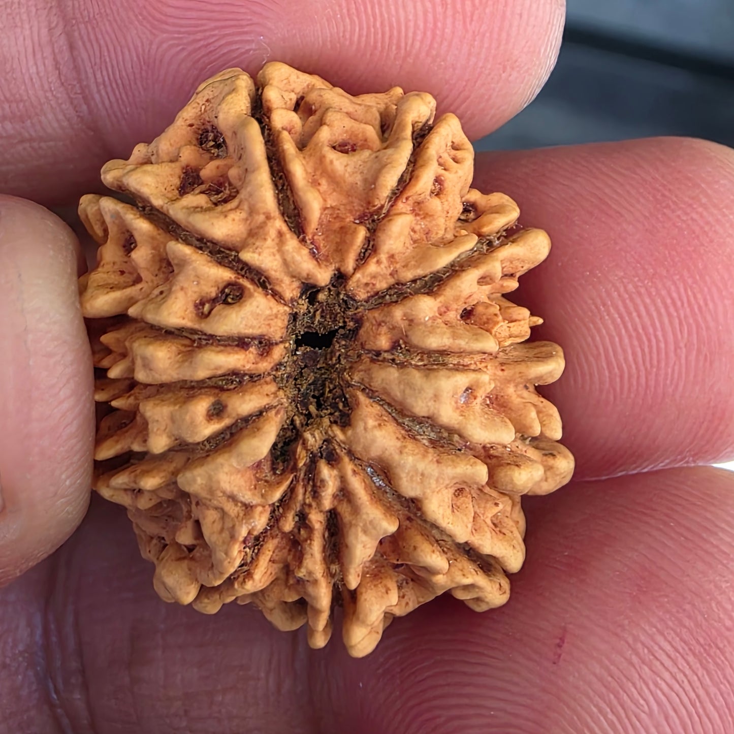 12 Mukhi Collector Nepal Rudraksha | 27.78 mm, 21.41 Carat | Lab Certified with X-Ray Report | Lord Surya’s Grace for Strength & Achievement