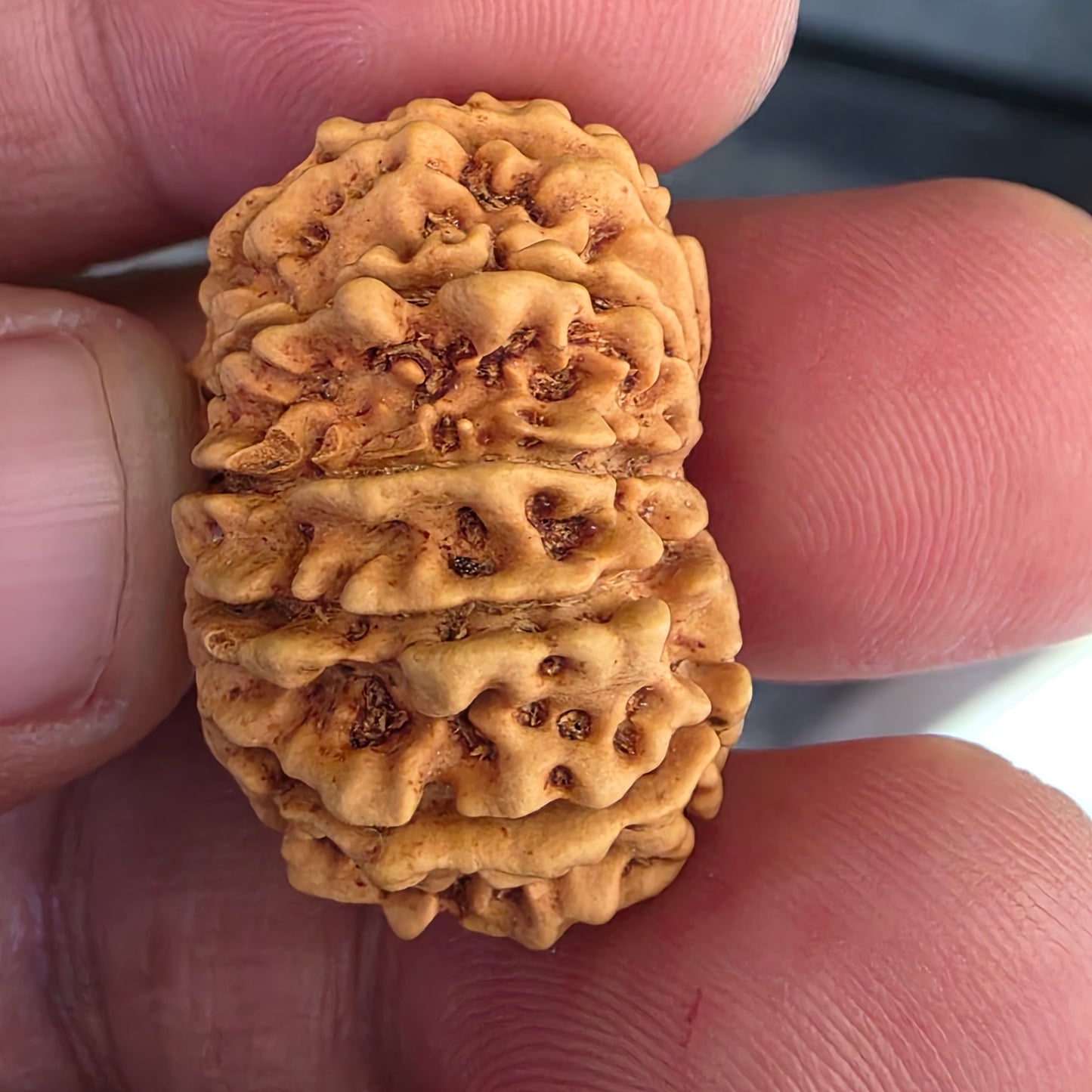 12 Mukhi Collector Nepal Rudraksha | 27.78 mm, 21.41 Carat | Lab Certified with X-Ray Report | Lord Surya’s Grace for Strength & Achievement