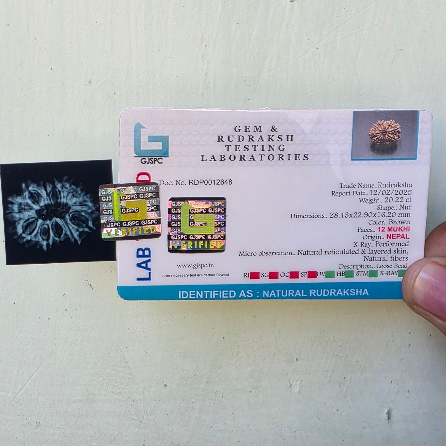 12 Mukhi Super Collector Nepal Rudraksha | 28.13 mm, 20.22 Carat | Lab Certified & X-Ray Verified | Surya Dev’s Blessings for Power & Prosperity