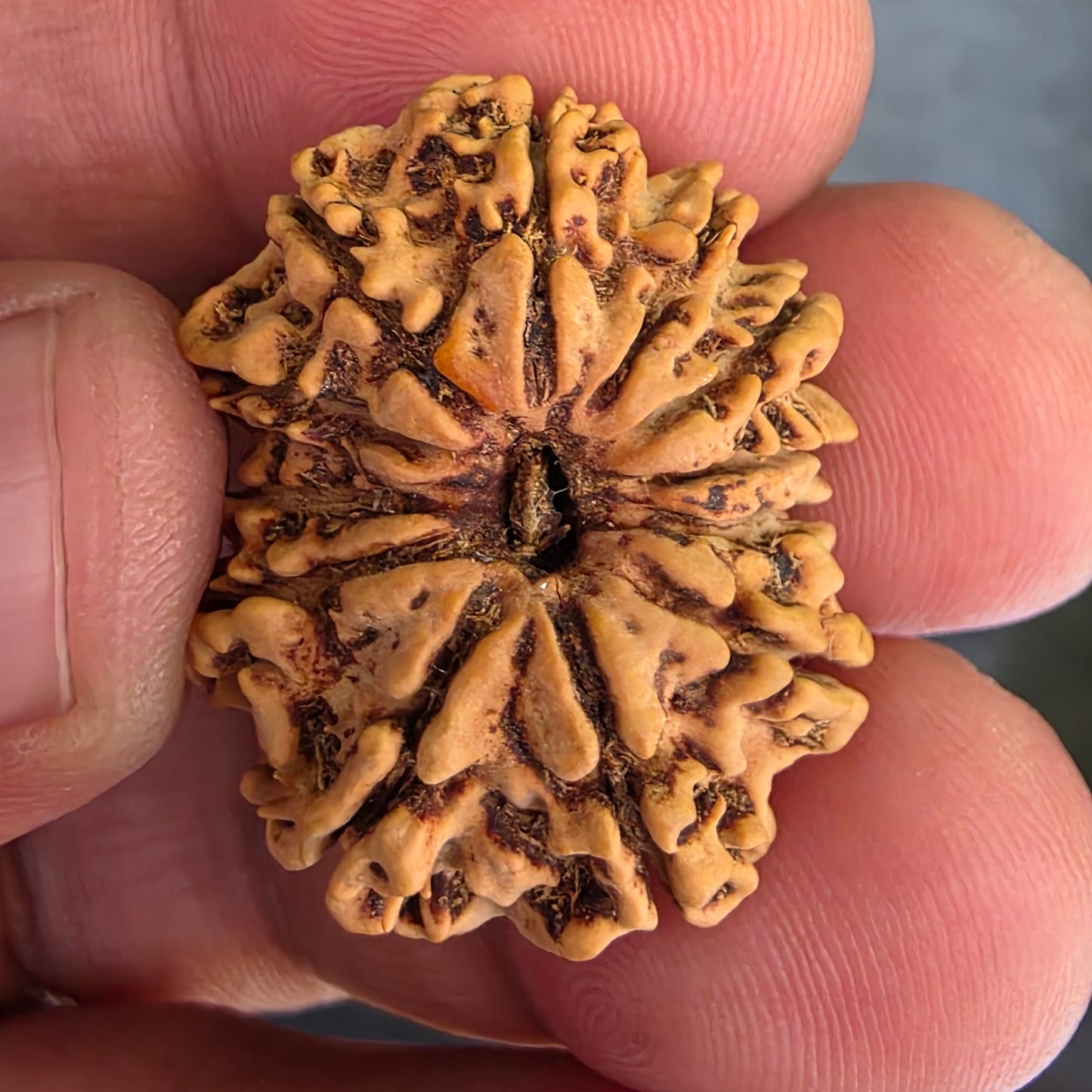 12 Mukhi Super Collector Nepal Rudraksha | 28.13 mm, 20.22 Carat | Lab Certified & X-Ray Verified | Surya Dev’s Blessings for Power & Prosperity