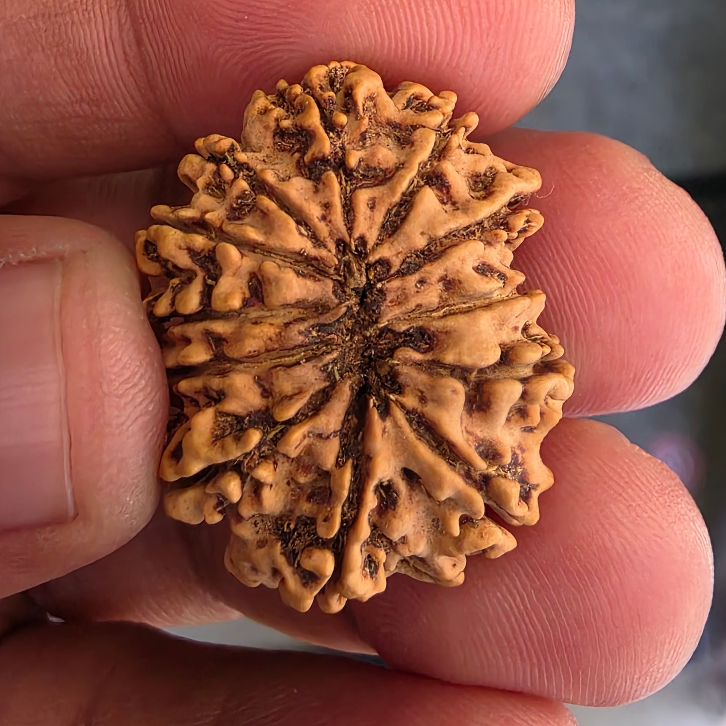 12 Mukhi Super Collector Nepal Rudraksha | 28.13 mm, 20.22 Carat | Lab Certified & X-Ray Verified | Surya Dev’s Blessings for Power & Prosperity