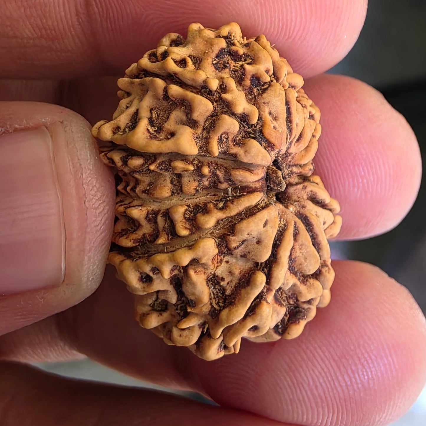 12 Mukhi Super Collector Nepal Rudraksha | 28.13 mm, 20.22 Carat | Lab Certified & X-Ray Verified | Surya Dev’s Blessings for Power & Prosperity