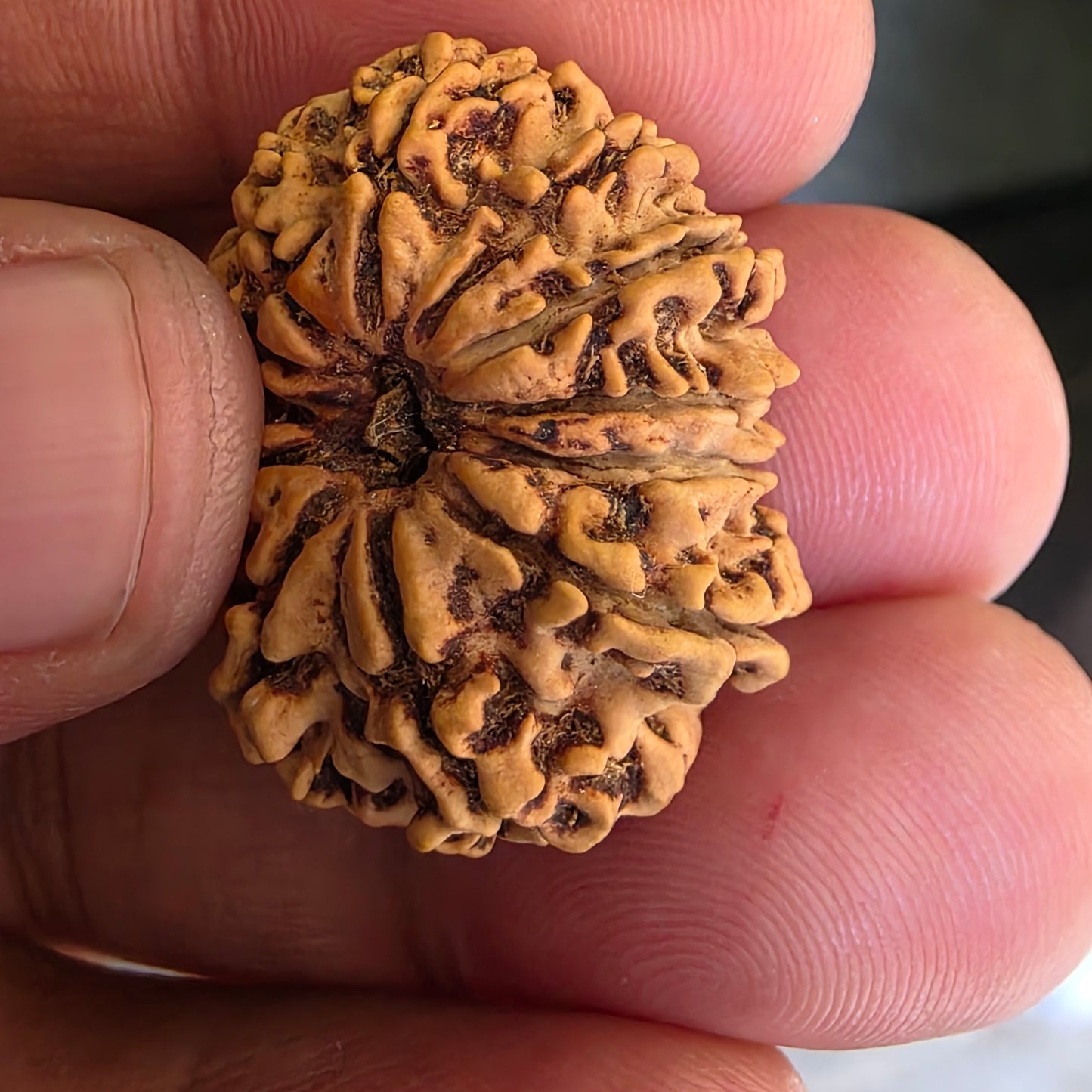 12 Mukhi Super Collector Nepal Rudraksha | 28.13 mm, 20.22 Carat | Lab Certified & X-Ray Verified | Surya Dev’s Blessings for Power & Prosperity