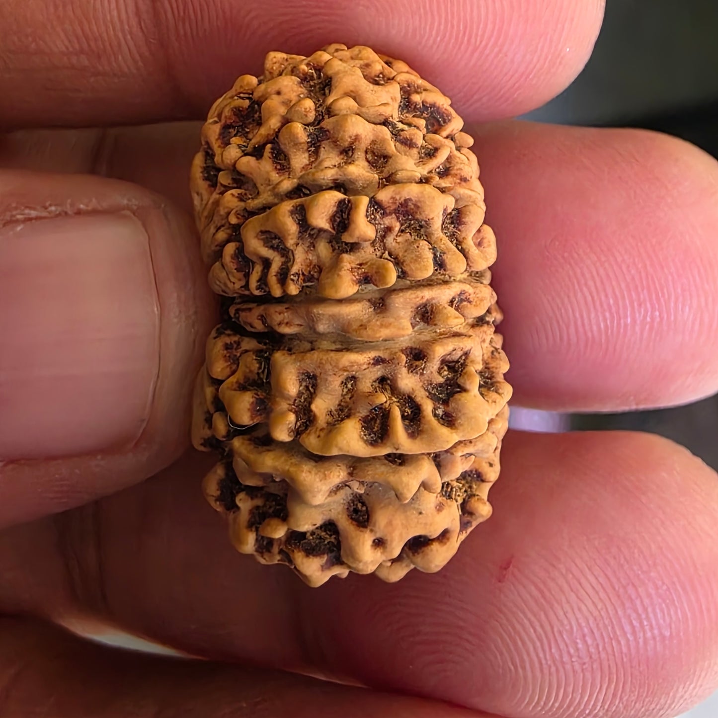 12 Mukhi Super Collector Nepal Rudraksha | 28.13 mm, 20.22 Carat | Lab Certified & X-Ray Verified | Surya Dev’s Blessings for Power & Prosperity