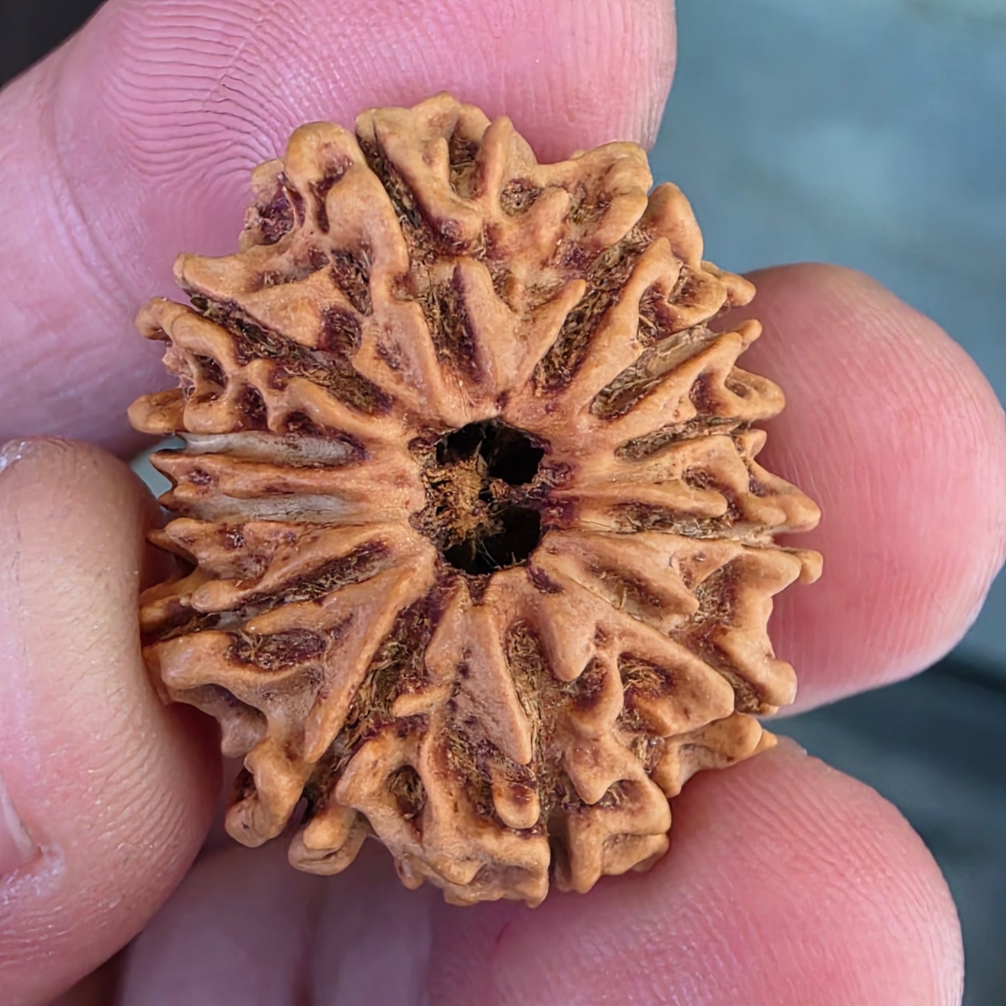 12 Mukhi Nepal Rudraksha | 26.56 mm, 19.38 Carat | Lab Certified with X-Ray Report | Blessings of Surya Dev for Energy & Success