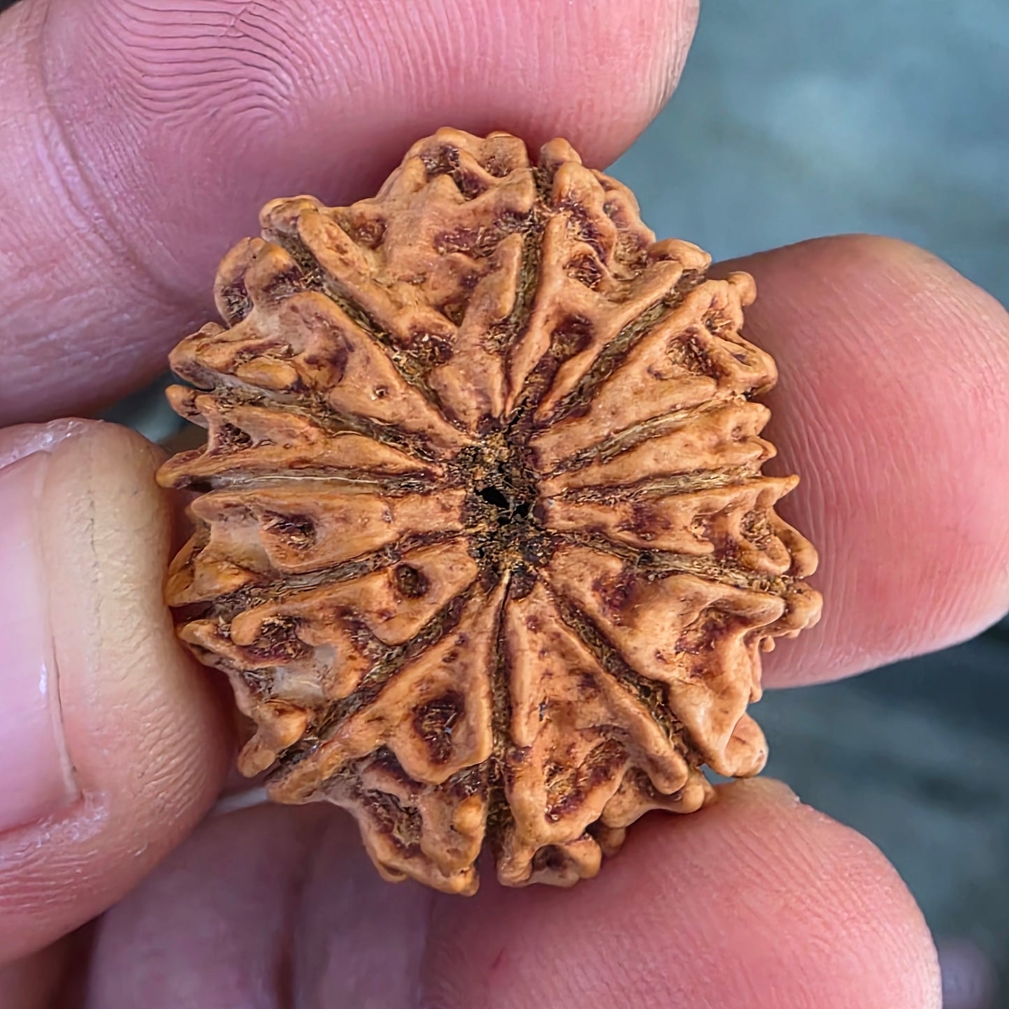 12 Mukhi Nepal Rudraksha | 26.56 mm, 19.38 Carat | Lab Certified with X-Ray Report | Blessings of Surya Dev for Energy & Success