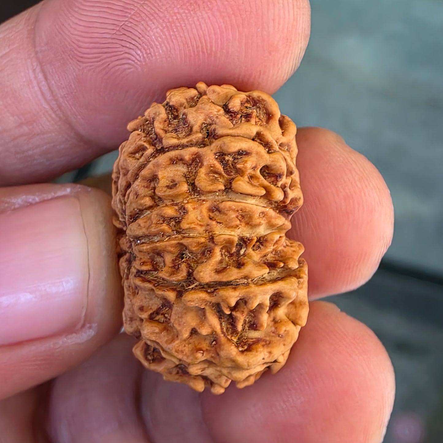 12 Mukhi Nepal Rudraksha | 26.56 mm, 19.38 Carat | Lab Certified with X-Ray Report | Blessings of Surya Dev for Energy & Success
