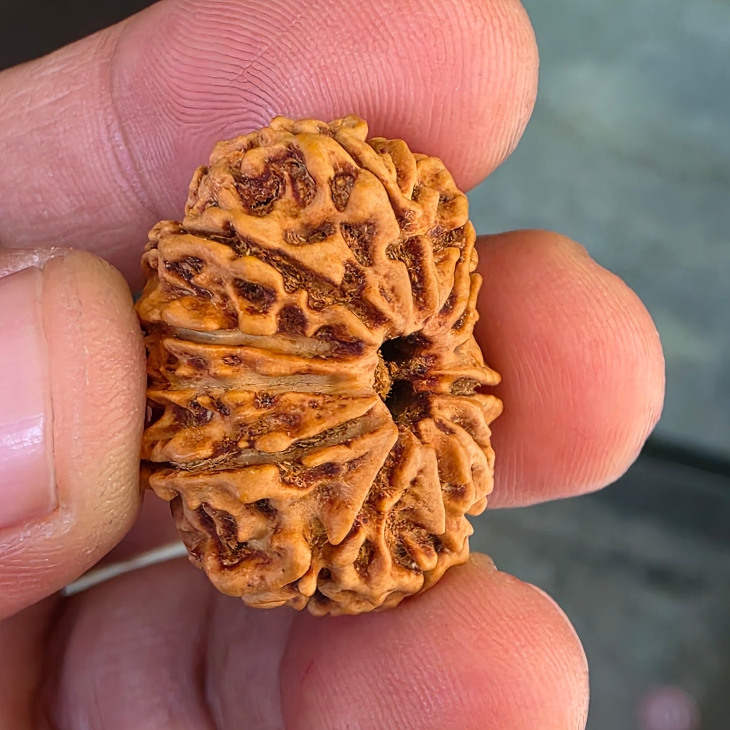12 Mukhi Nepal Rudraksha | 26.56 mm, 19.38 Carat | Lab Certified with X-Ray Report | Blessings of Surya Dev for Energy & Success