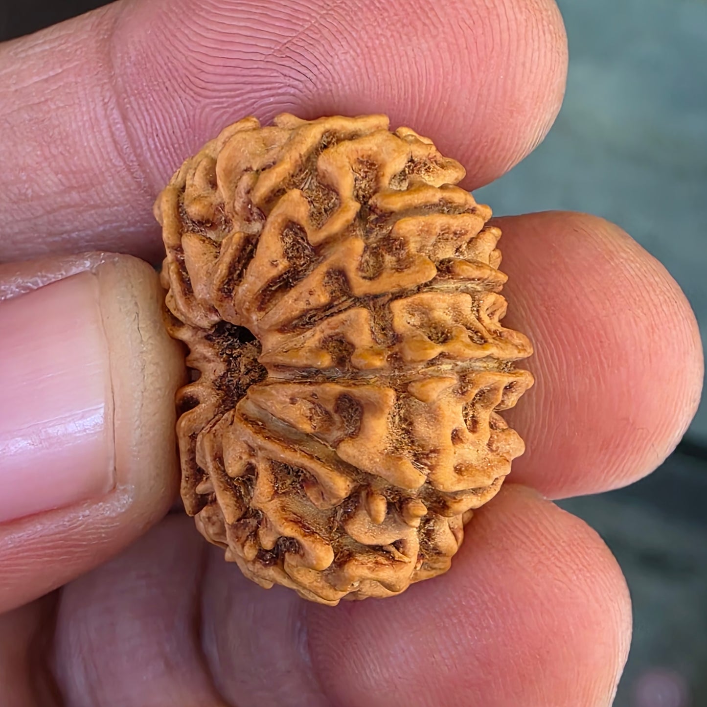 12 Mukhi Nepal Rudraksha | 26.56 mm, 19.38 Carat | Lab Certified with X-Ray Report | Blessings of Surya Dev for Energy & Success