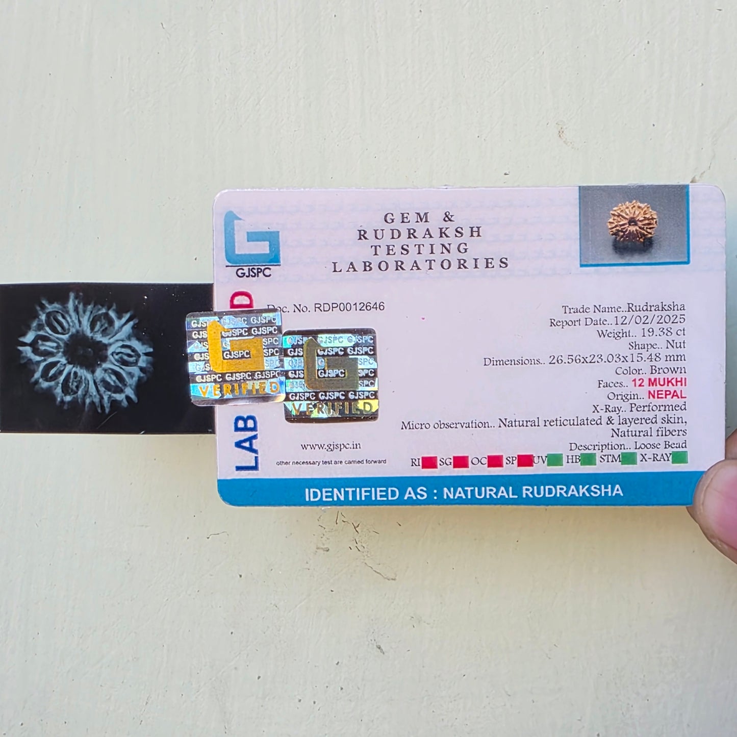 12 Mukhi Nepal Rudraksha | 26.56 mm, 19.38 Carat | Lab Certified with X-Ray Report | Blessings of Surya Dev for Energy & Success