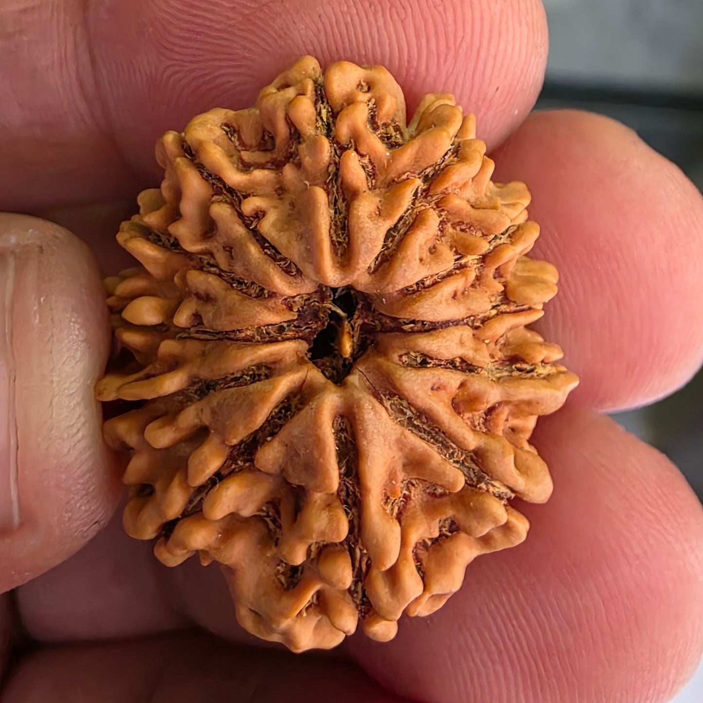 12 Mukhi Collector Nepal Rudraksha | Lab Certified with X-Ray Report | 27.10 mm | 22.35 Carat | Radiating Confidence and Divine Energy