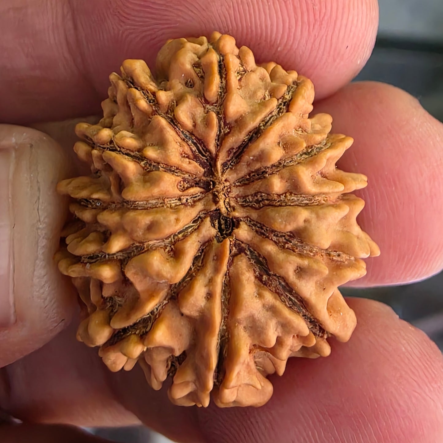 12 Mukhi Collector Nepal Rudraksha | Lab Certified with X-Ray Report | 27.10 mm | 22.35 Carat | Radiating Confidence and Divine Energy