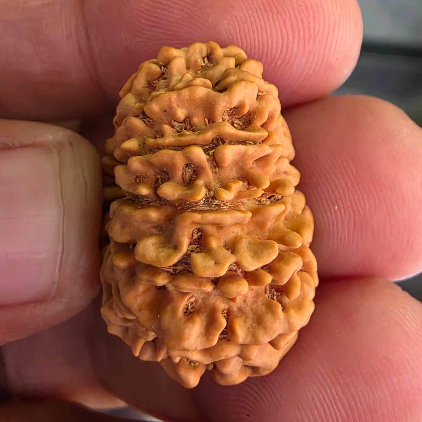 12 Mukhi Collector Nepal Rudraksha | Lab Certified with X-Ray Report | 27.10 mm | 22.35 Carat | Radiating Confidence and Divine Energy