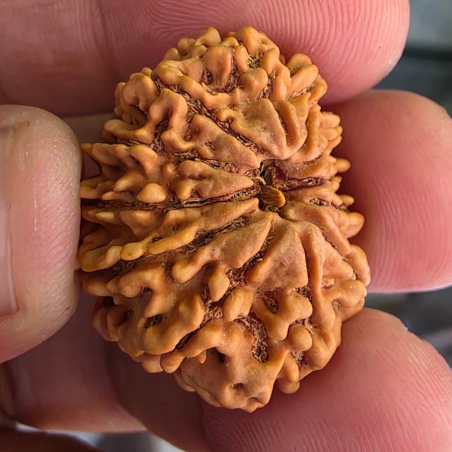 12 Mukhi Collector Nepal Rudraksha | Lab Certified with X-Ray Report | 27.10 mm | 22.35 Carat | Radiating Confidence and Divine Energy