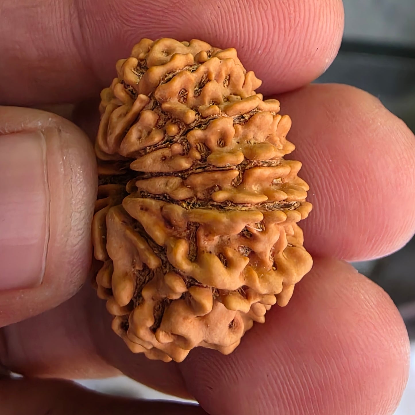 12 Mukhi Collector Nepal Rudraksha | Lab Certified with X-Ray Report | 27.10 mm | 22.35 Carat | Radiating Confidence and Divine Energy