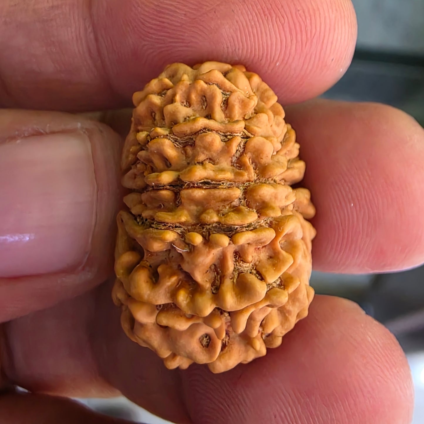 12 Mukhi Collector Nepal Rudraksha | Lab Certified with X-Ray Report | 27.10 mm | 22.35 Carat | Radiating Confidence and Divine Energy