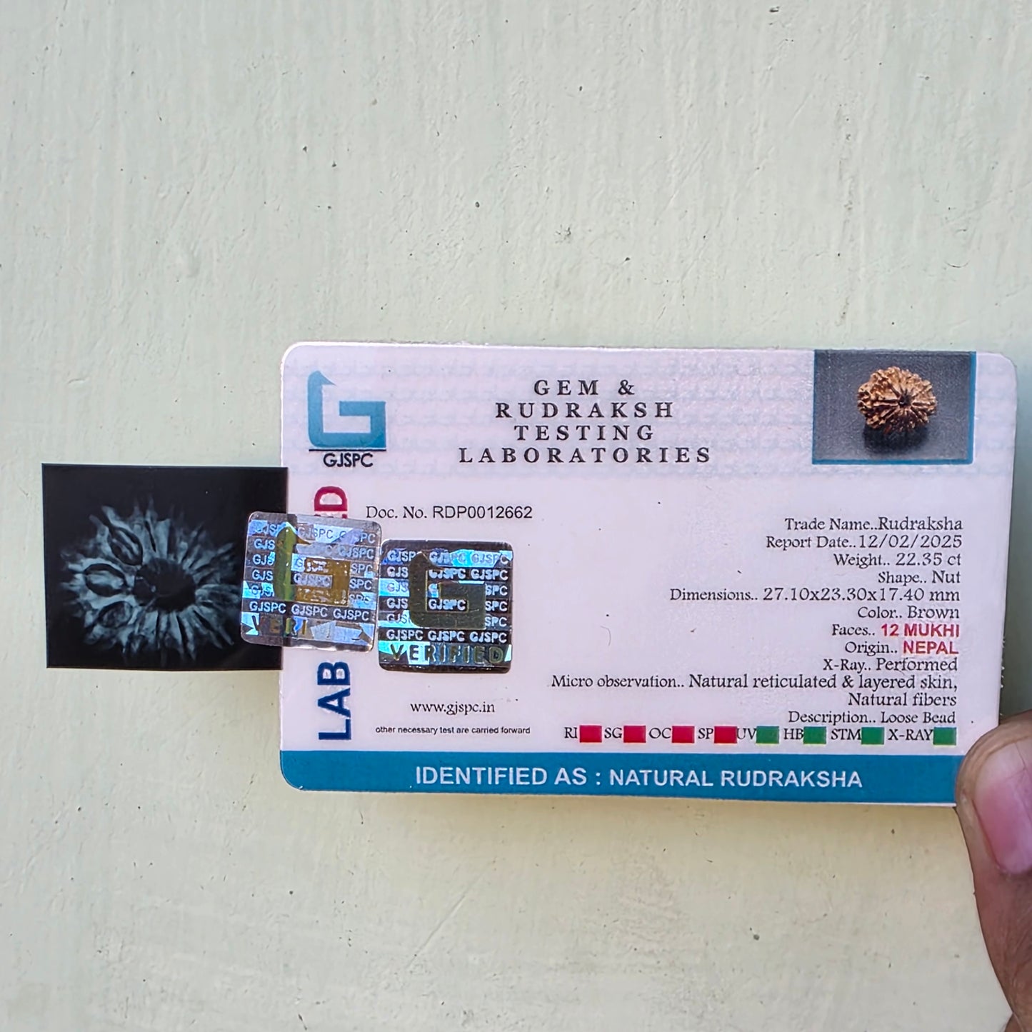 12 Mukhi Collector Nepal Rudraksha | Lab Certified with X-Ray Report | 27.10 mm | 22.35 Carat | Radiating Confidence and Divine Energy