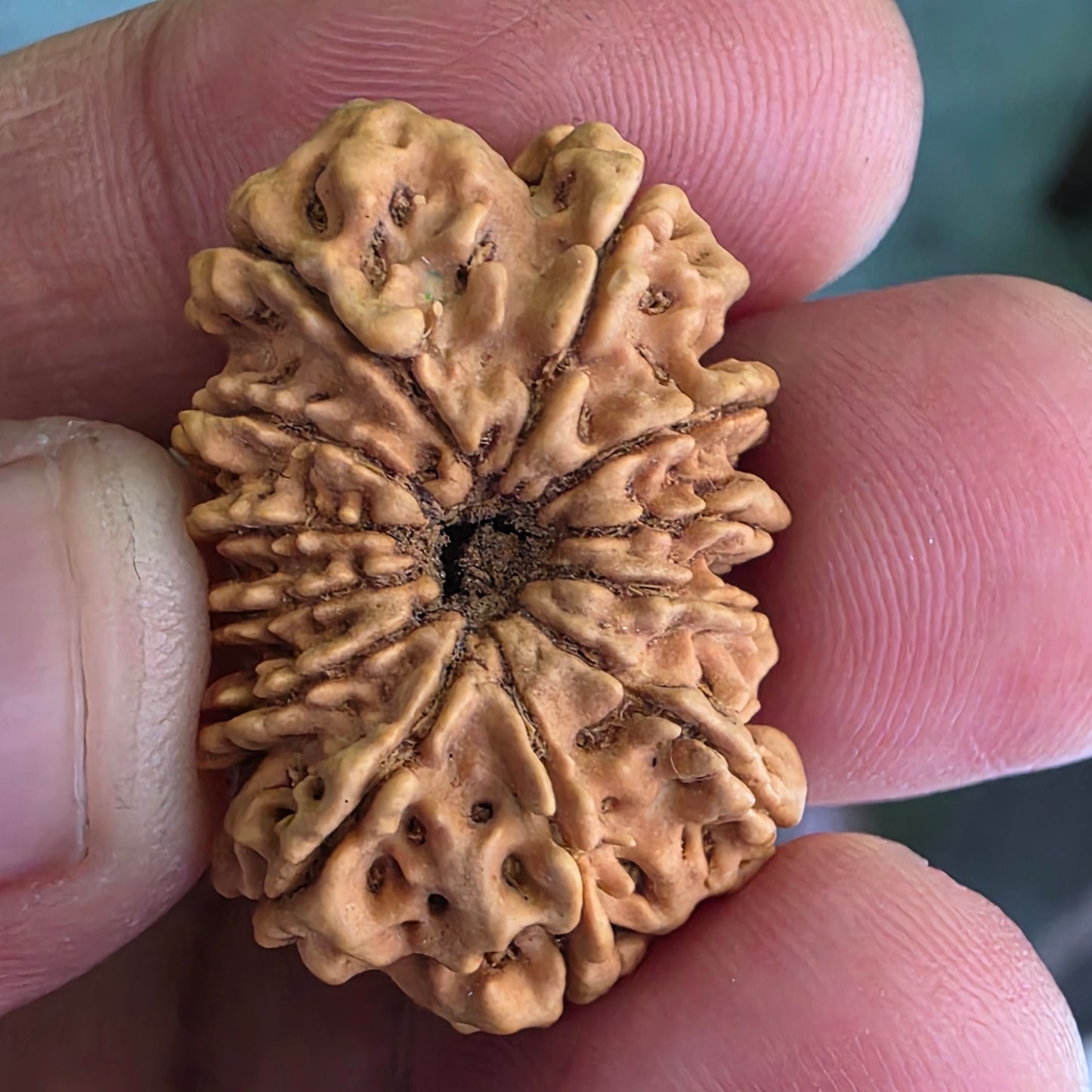 12 Mukhi Super Collector Nepal Rudraksha | 29.20 mm, 17.26 Carat | Lab Certified & X-Ray Tested | Lord Surya’s Radiance for Strength & Triumph