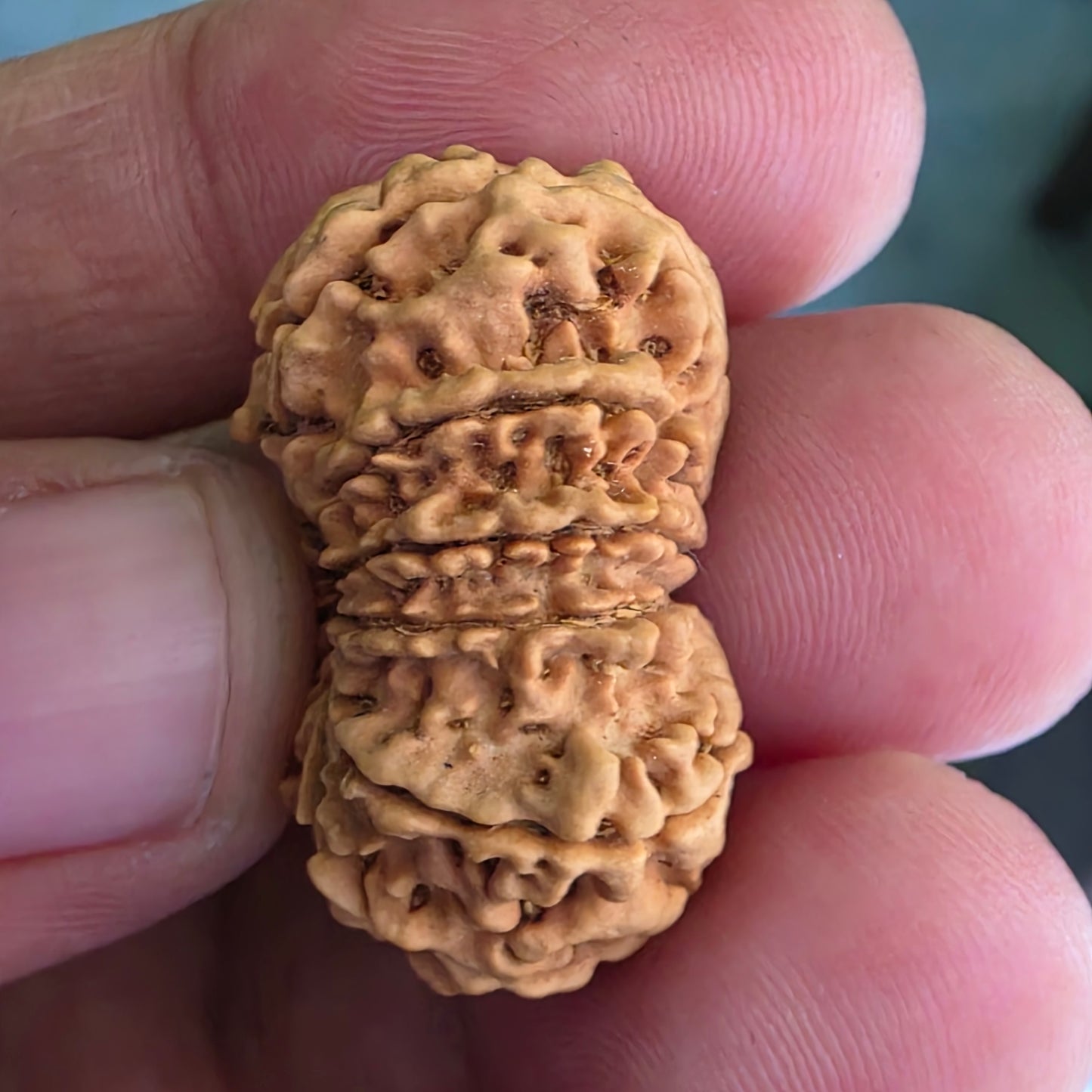 12 Mukhi Super Collector Nepal Rudraksha | 29.20 mm, 17.26 Carat | Lab Certified & X-Ray Tested | Lord Surya’s Radiance for Strength & Triumph