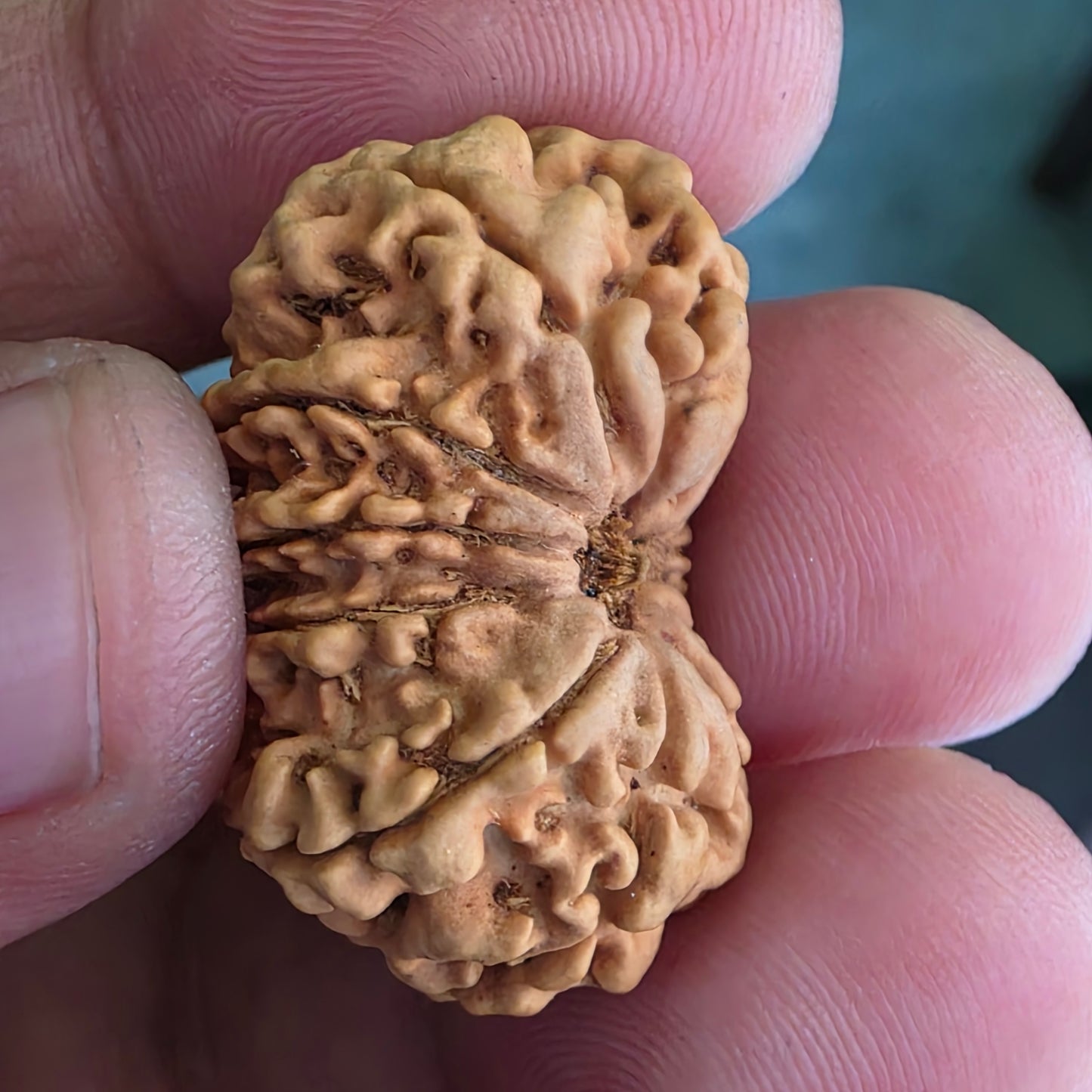 12 Mukhi Super Collector Nepal Rudraksha | 29.20 mm, 17.26 Carat | Lab Certified & X-Ray Tested | Lord Surya’s Radiance for Strength & Triumph