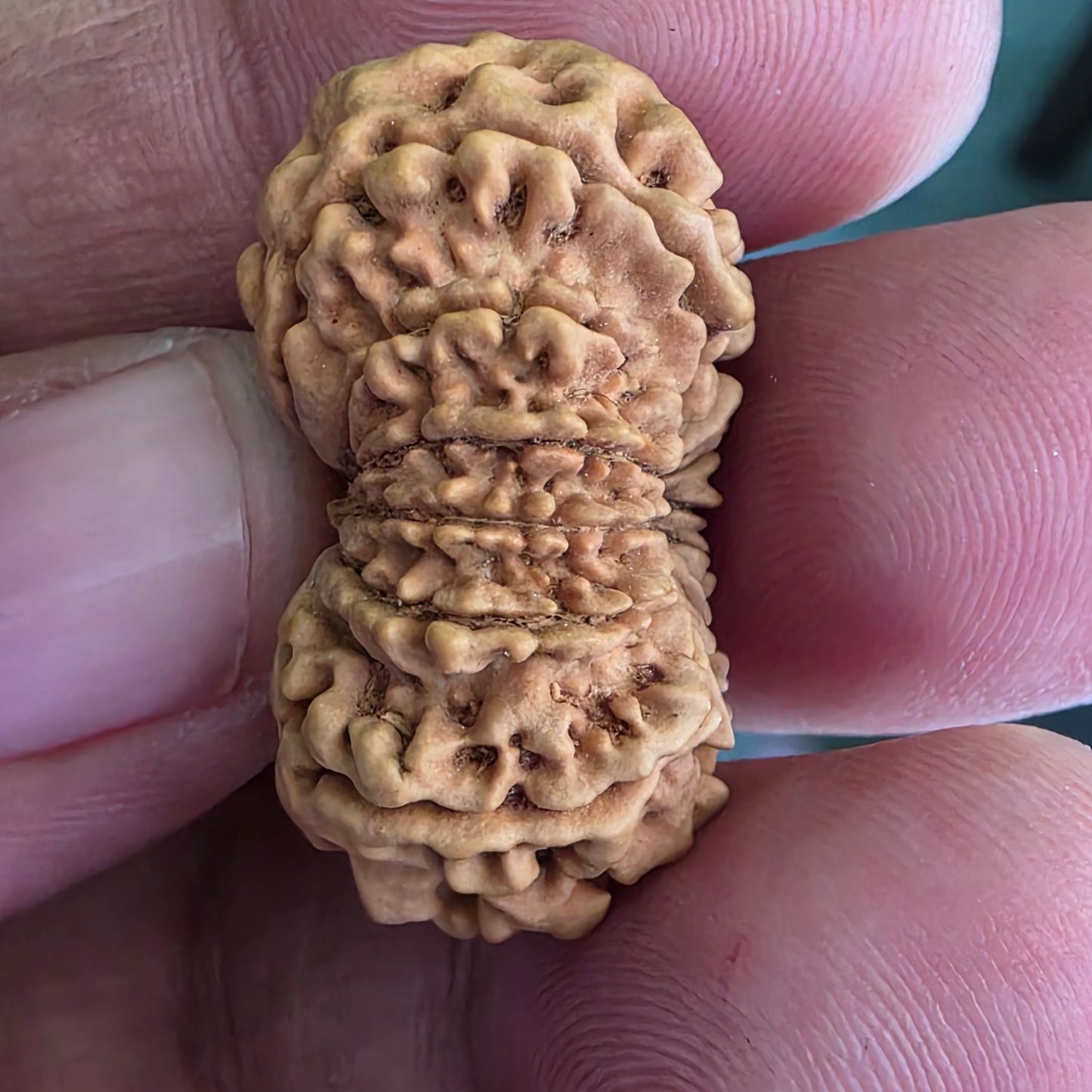 12 Mukhi Super Collector Nepal Rudraksha | 29.20 mm, 17.26 Carat | Lab Certified & X-Ray Tested | Lord Surya’s Radiance for Strength & Triumph