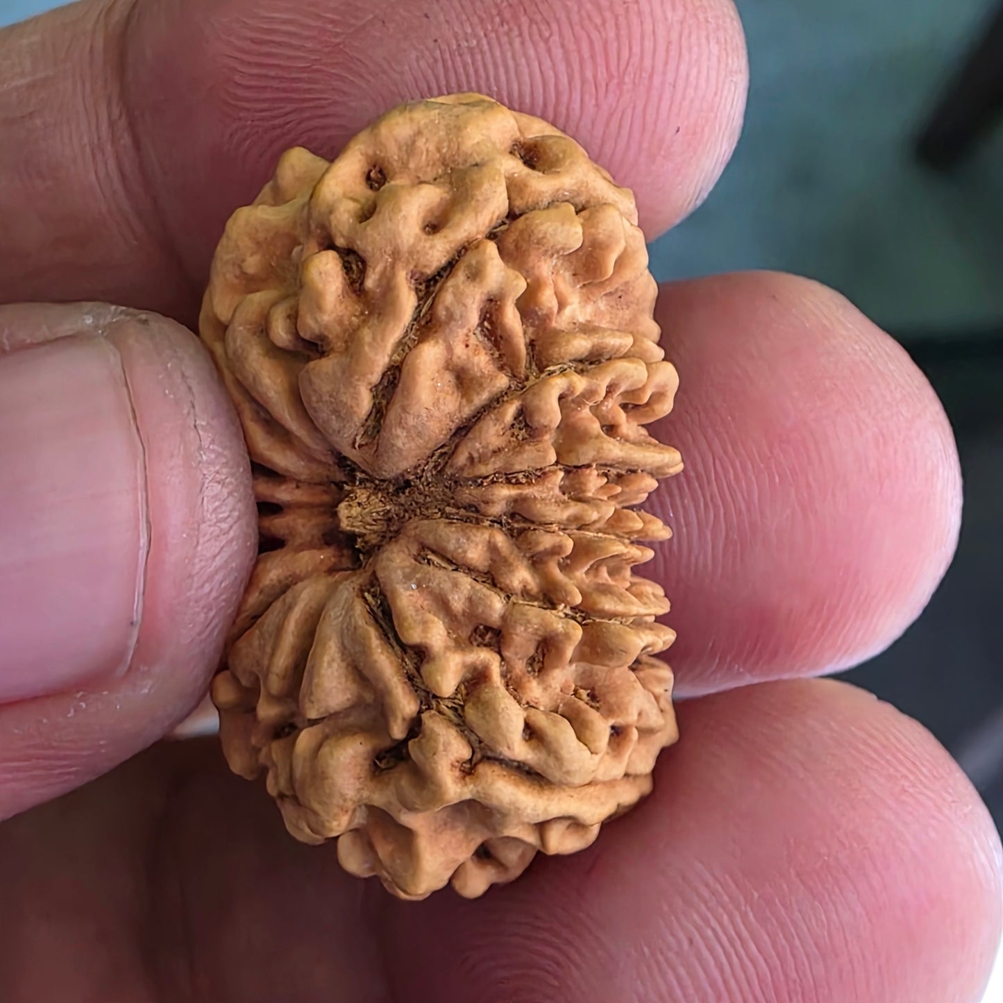 12 Mukhi Super Collector Nepal Rudraksha | 29.20 mm, 17.26 Carat | Lab Certified & X-Ray Tested | Lord Surya’s Radiance for Strength & Triumph