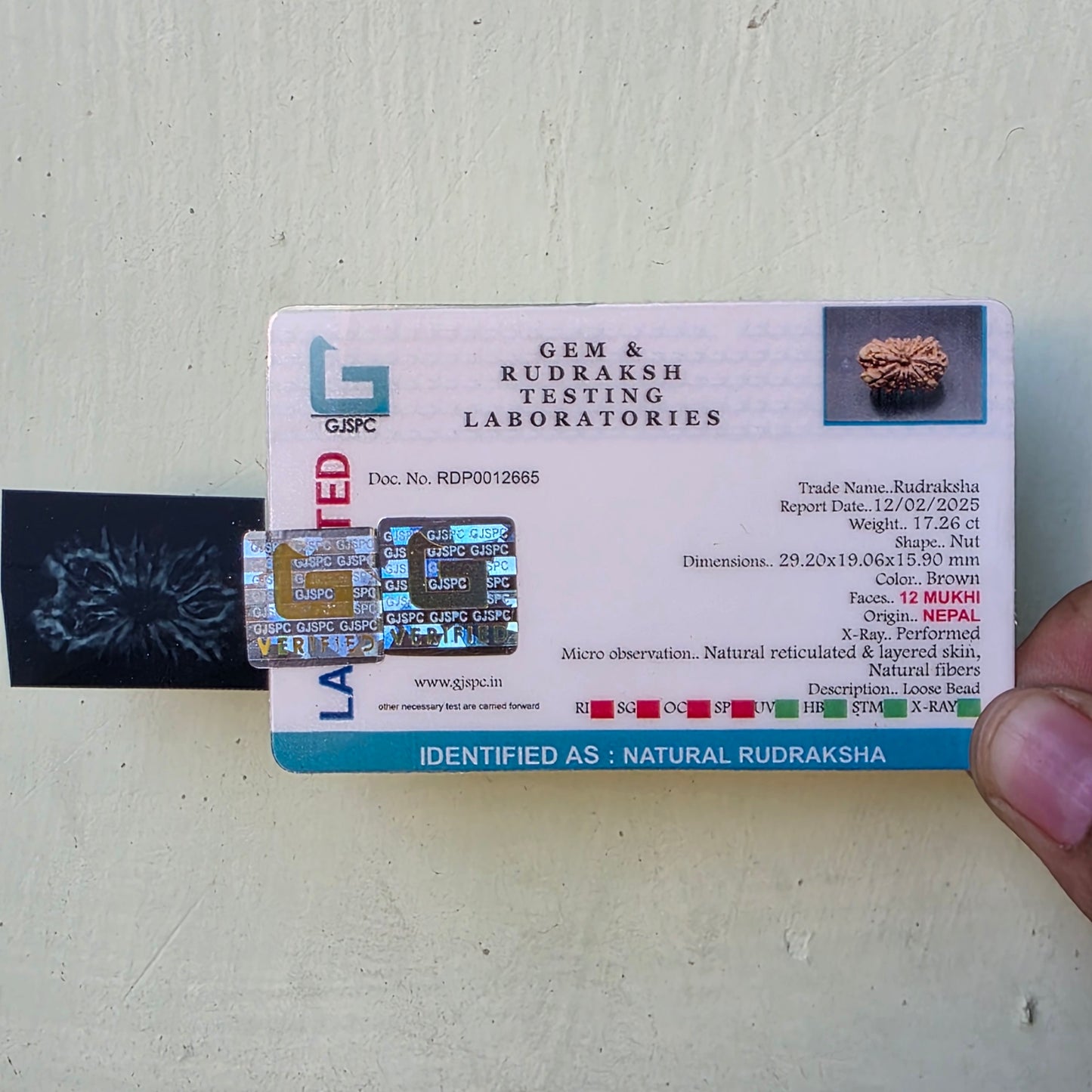 12 Mukhi Super Collector Nepal Rudraksha | 29.20 mm, 17.26 Carat | Lab Certified & X-Ray Tested | Lord Surya’s Radiance for Strength & Triumph