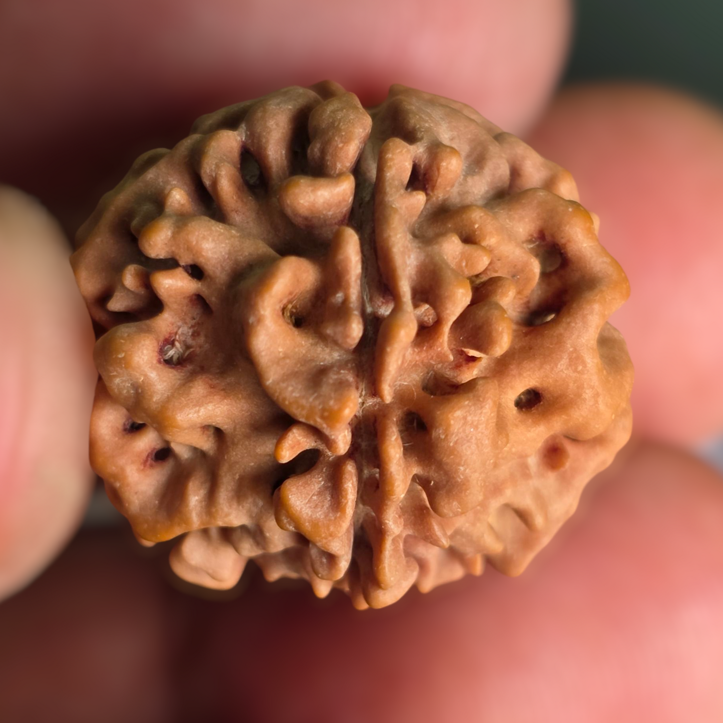 Ek Mukhi Gol / One Face Round Shape Nepal Rudraksha (underdeveloped) | Lab Certified