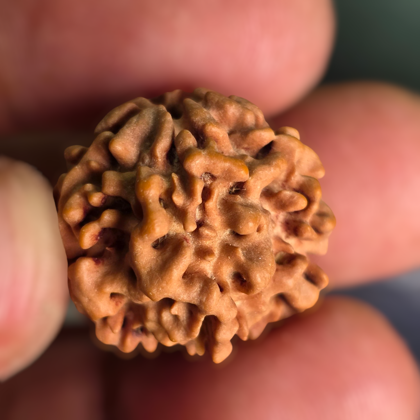 Ek Mukhi Gol / One Face Round Shape Nepal Rudraksha (underdeveloped) | Lab Certified