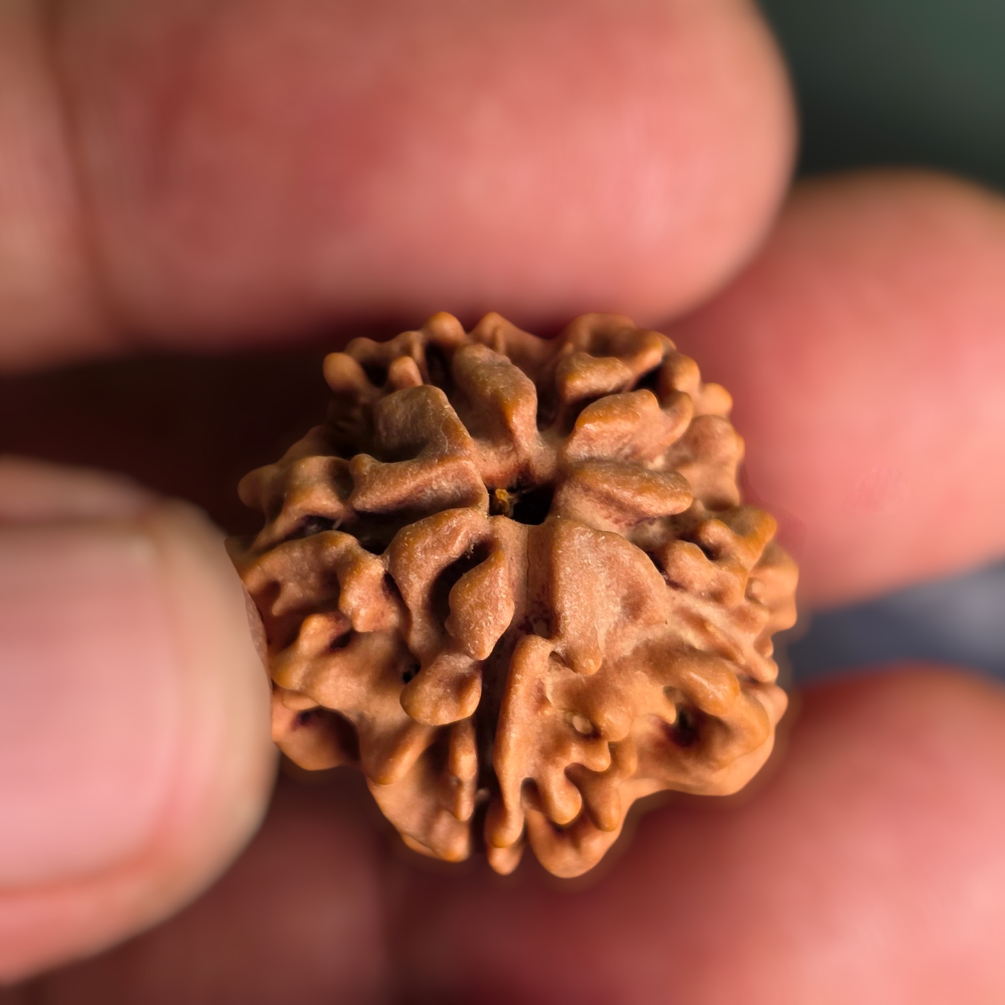 Ek Mukhi Gol / One Face Round Shape Nepal Rudraksha (underdeveloped) | Lab Certified