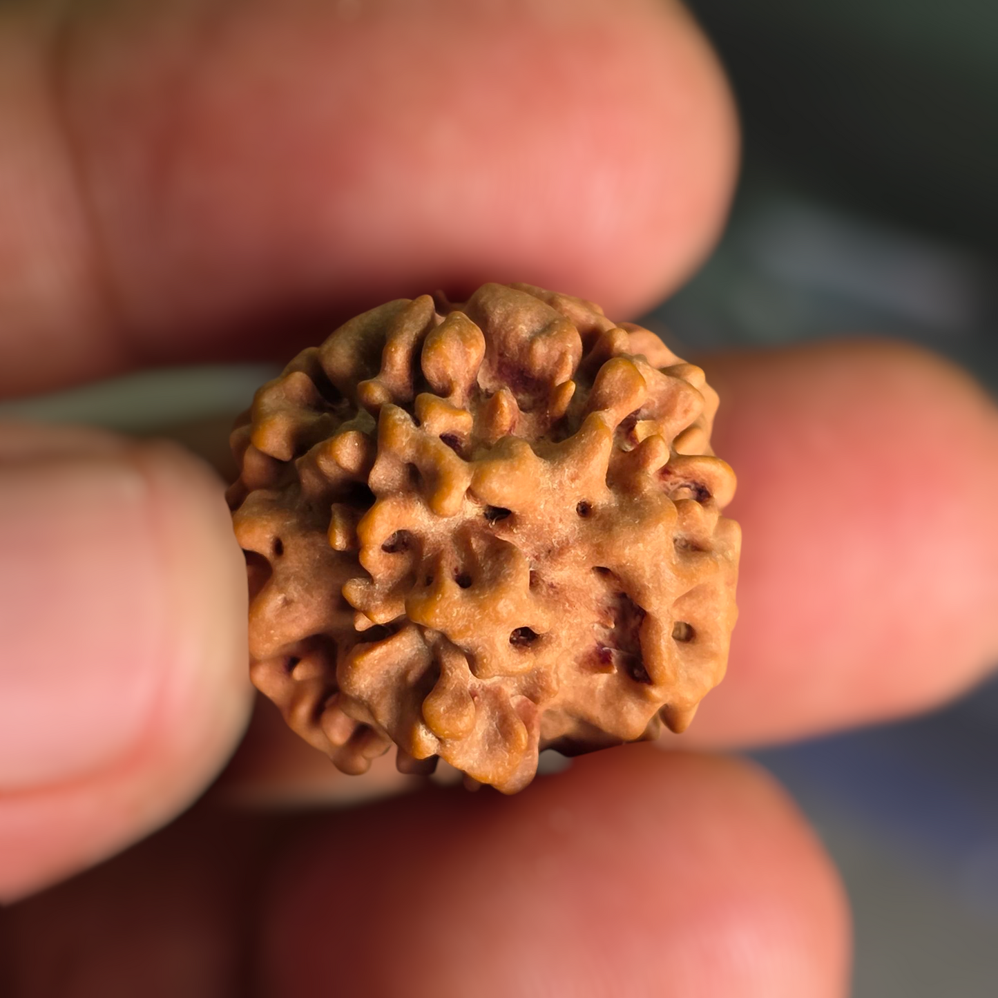 Ek Mukhi Gol / One Face Round Shape Nepal Rudraksha (underdeveloped) | Lab Certified