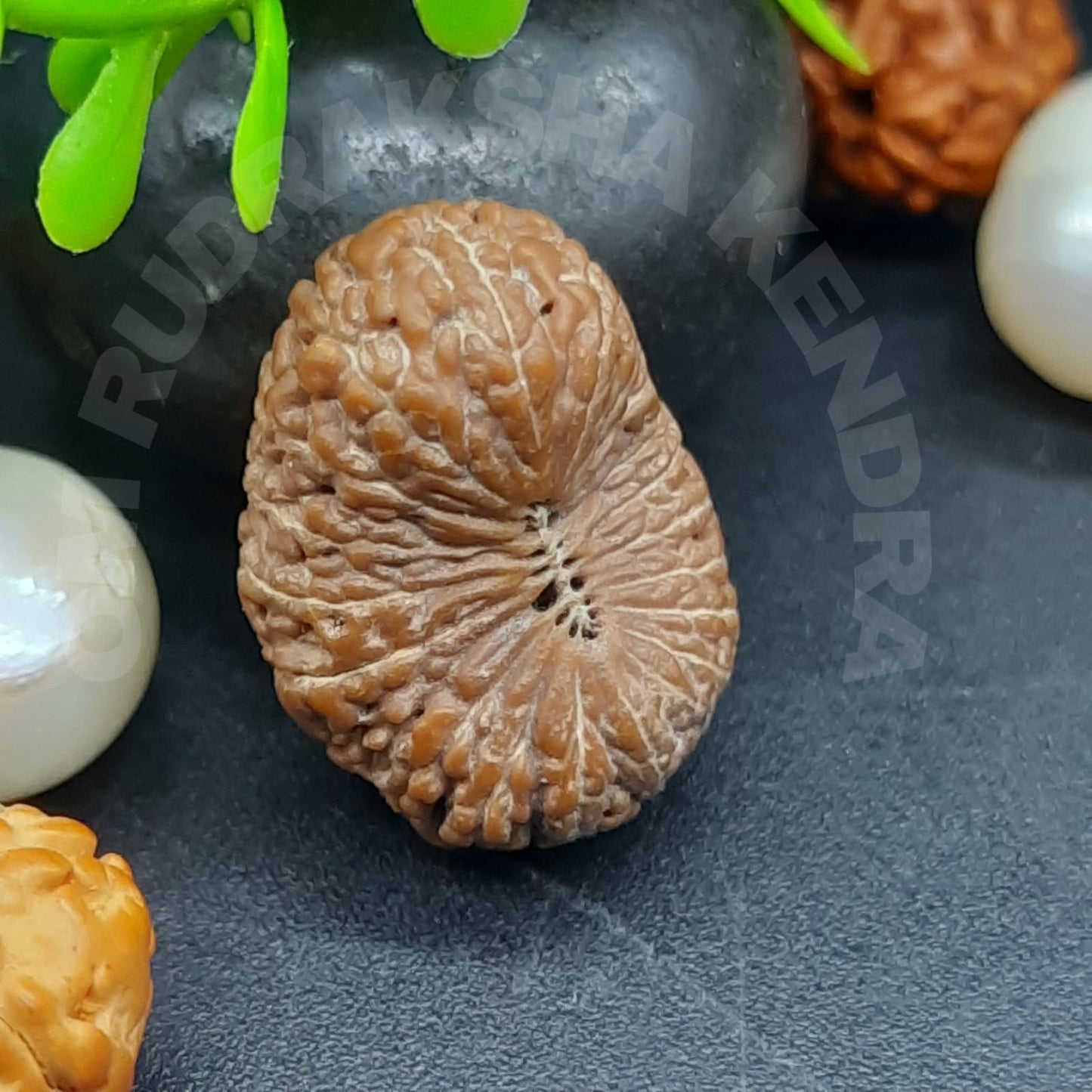 20 Mukhi / Tweenty Face Java Rudraksha 16mm Plus