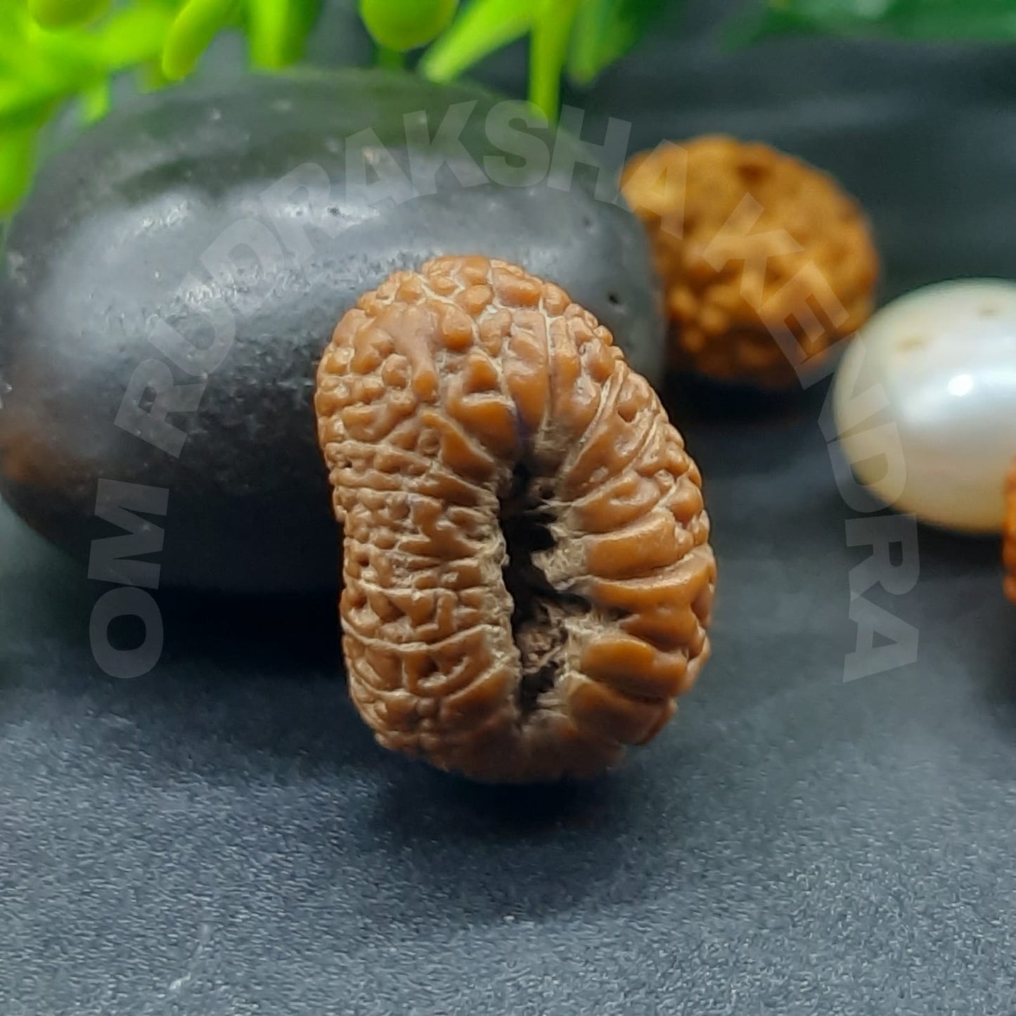 20 Mukhi / Tweenty Face Java Rudraksha 16mm Plus