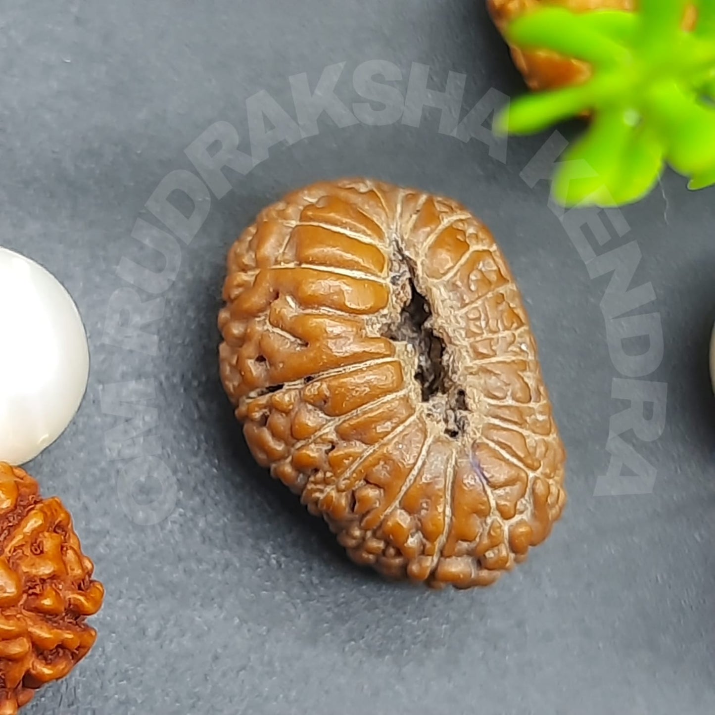20 Mukhi / Tweenty Face Java Rudraksha 16mm Plus